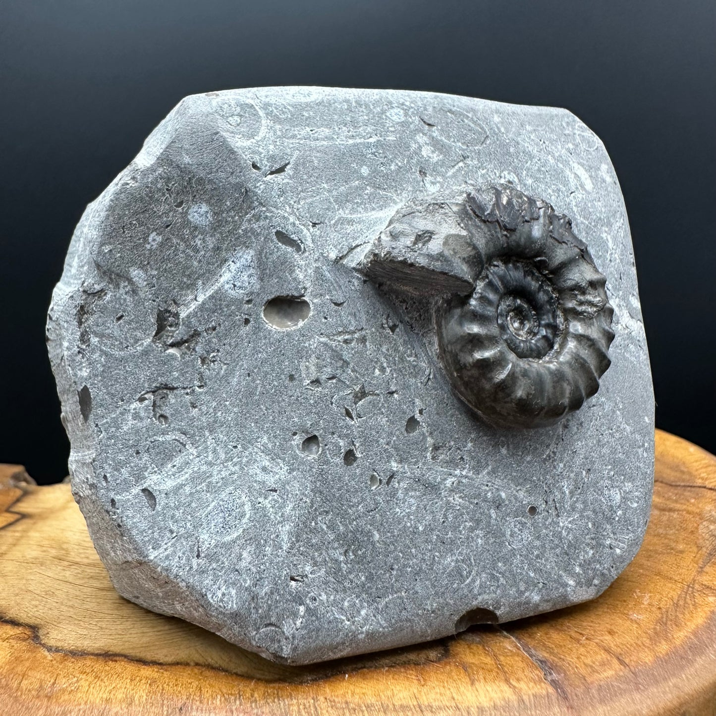Eugassiceras Ammonite shell fossil with box and stand - Whitby, North Yorkshire Jurassic Coast Yorkshire Fossils
