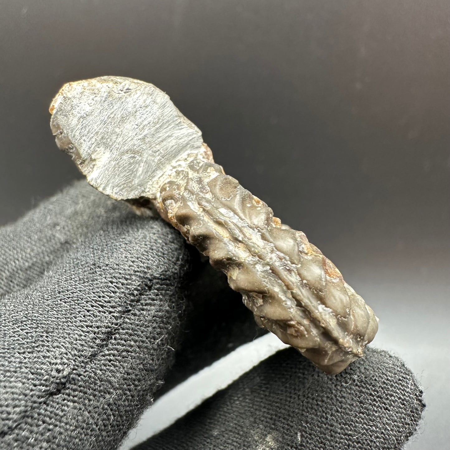 Pleuroceras paucicostatum ammonite fossil with box and stand - Whitby, North Yorkshire Jurassic Coast Yorkshire Fossils