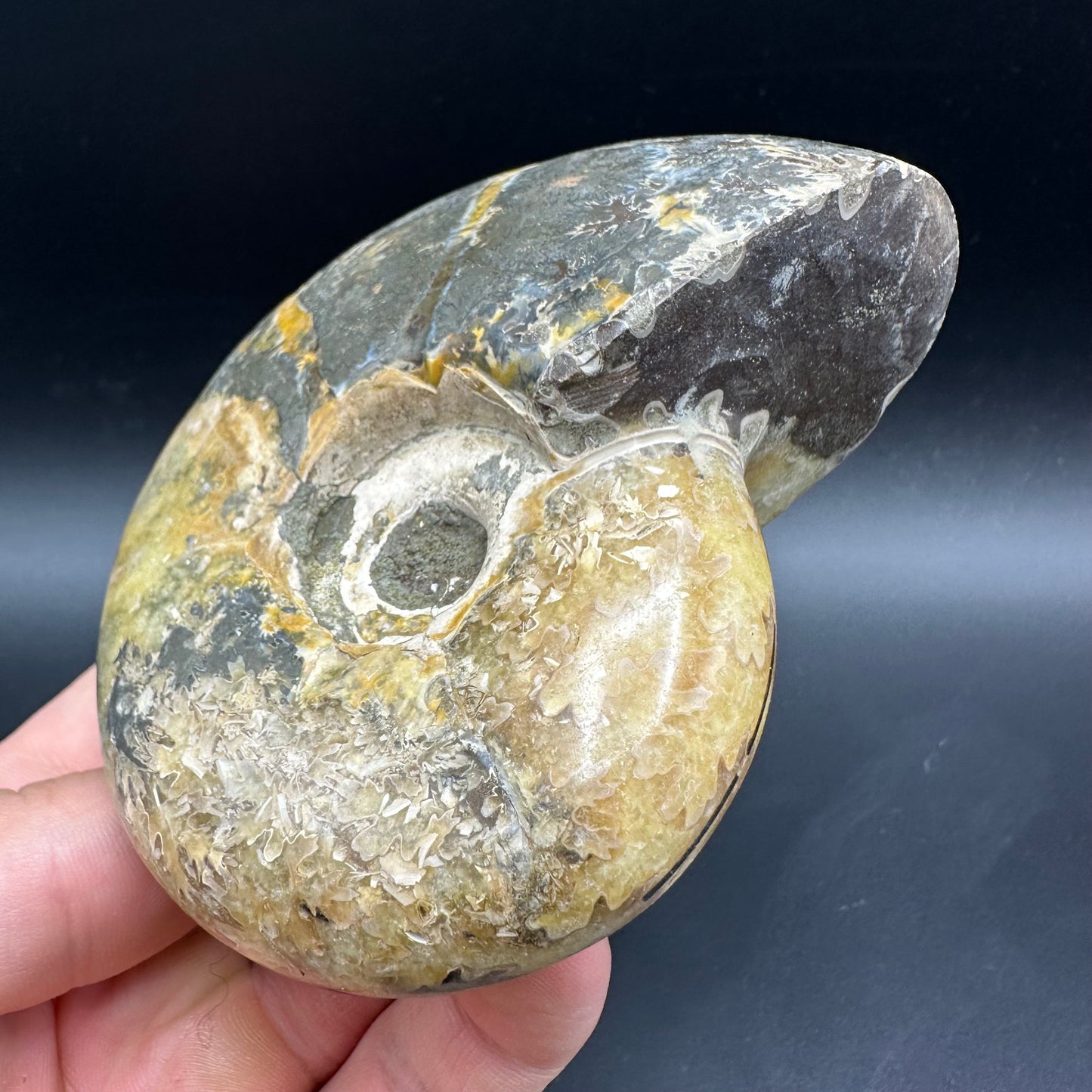 Puzosia Ammonite Fossil With Box And Stand - Cretaceous Ammonite Madagascar