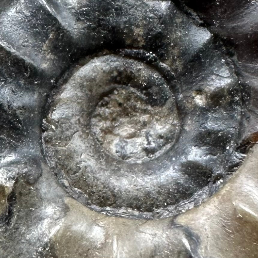 Agassiceras sp. ammonite fossil with box and stand - Whitby, North Yorkshire Jurassic Coast Yorkshire Fossils