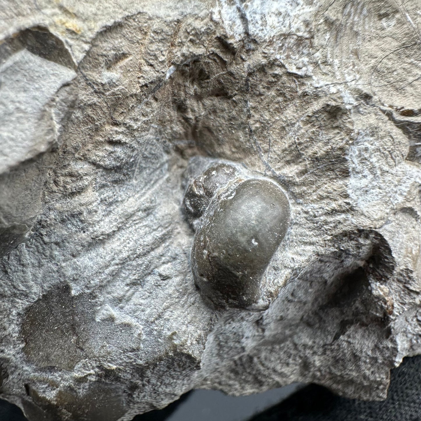 Amaltheus subnodosus Ammonite fossil with box and stand - Whitby, North Yorkshire Jurassic Coast Yorkshire Fossils