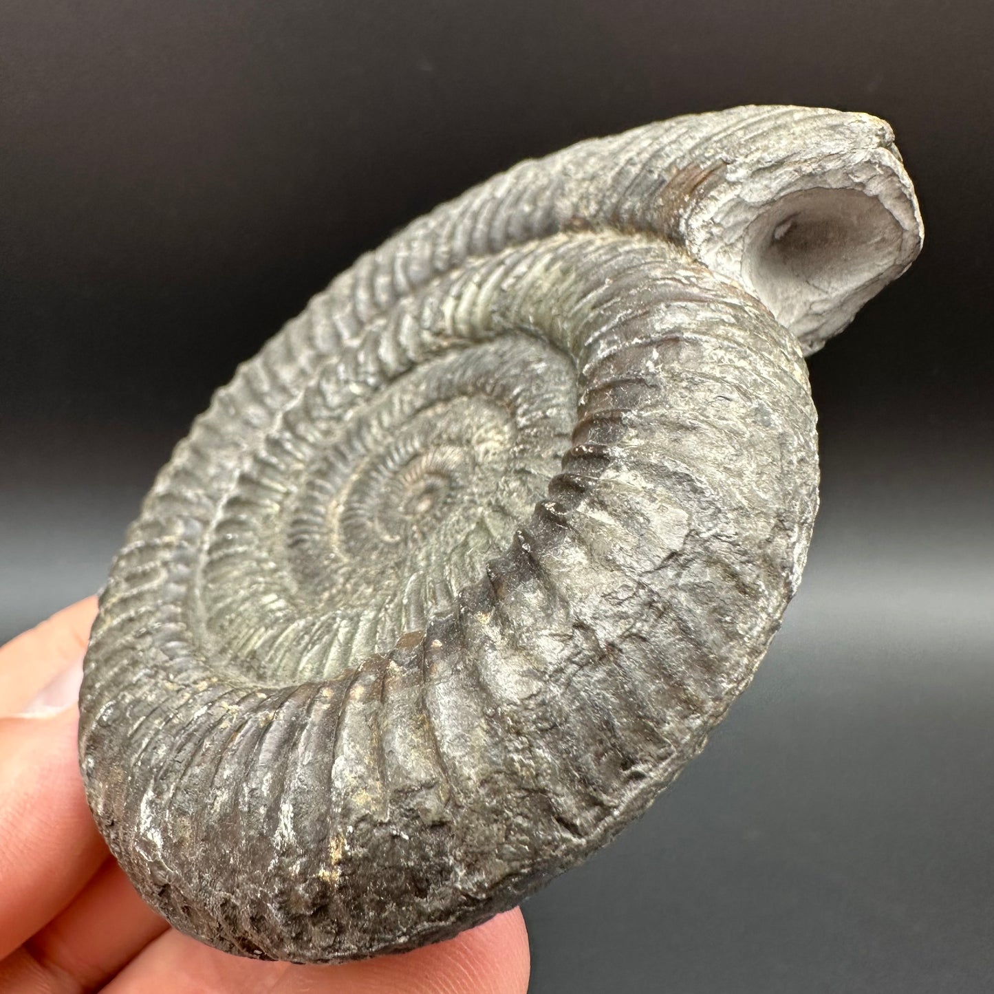 Dactylioceras Ammonite Fossil With Box And Stand - Whitby, North Yorkshire Jurassic Coast Yorkshire Fossils