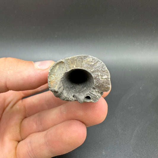 Belemnite (Fossil Squid) shell fossil - Whitby, North Yorkshire Jurassic Coast Yorkshire Fossils