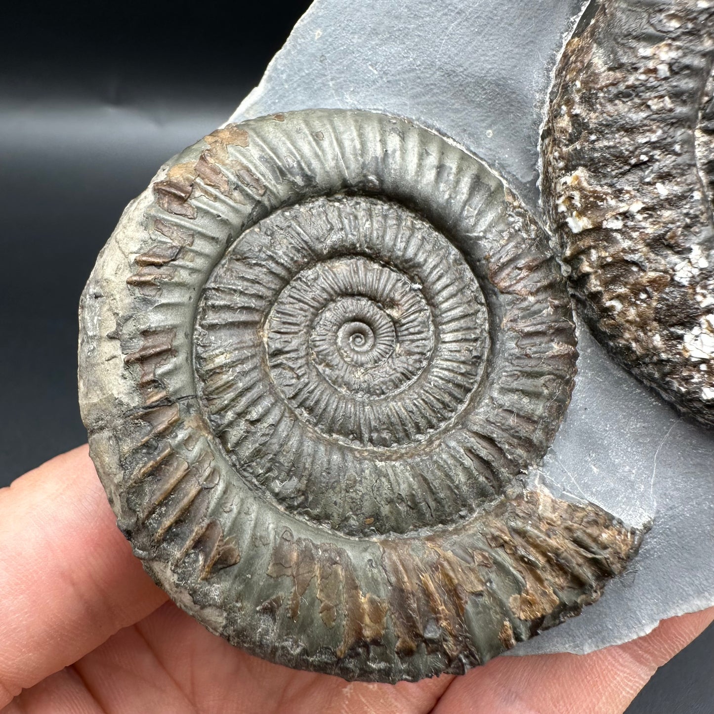 Dactylioceras Multi ammonite fossil with box and stand - Whitby, North Yorkshire Jurassic Coast, Yorkshire Fossils