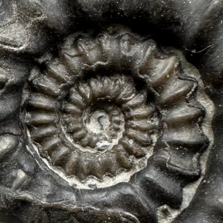 Gagaticeras Ammonite fossil with box and stand - Whitby, North Yorkshire Jurassic Coast Yorkshire Fossils