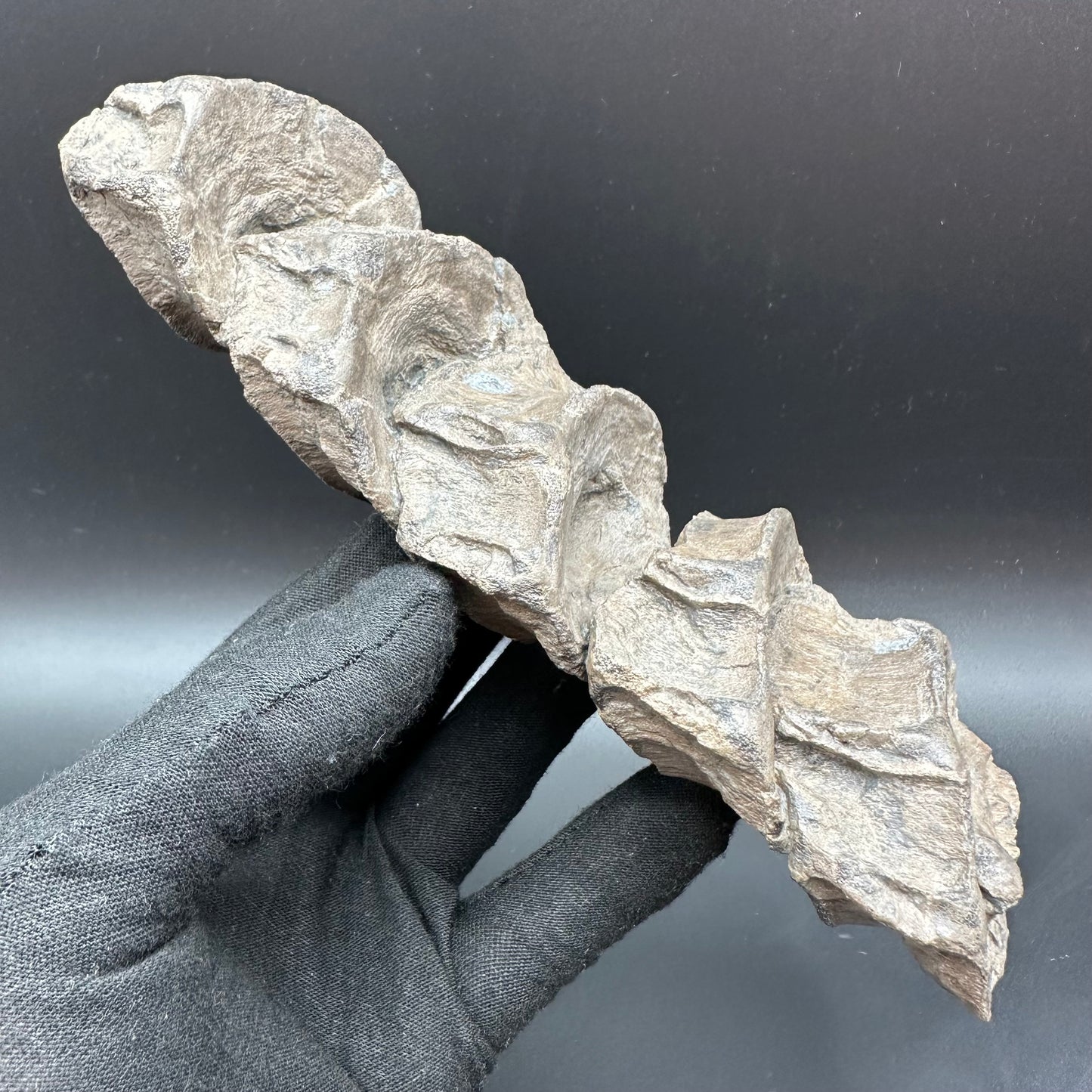 Ichthyosaur Vertebra fossil - Whitby, North Yorkshire Jurassic Coast, Yorkshire fossils