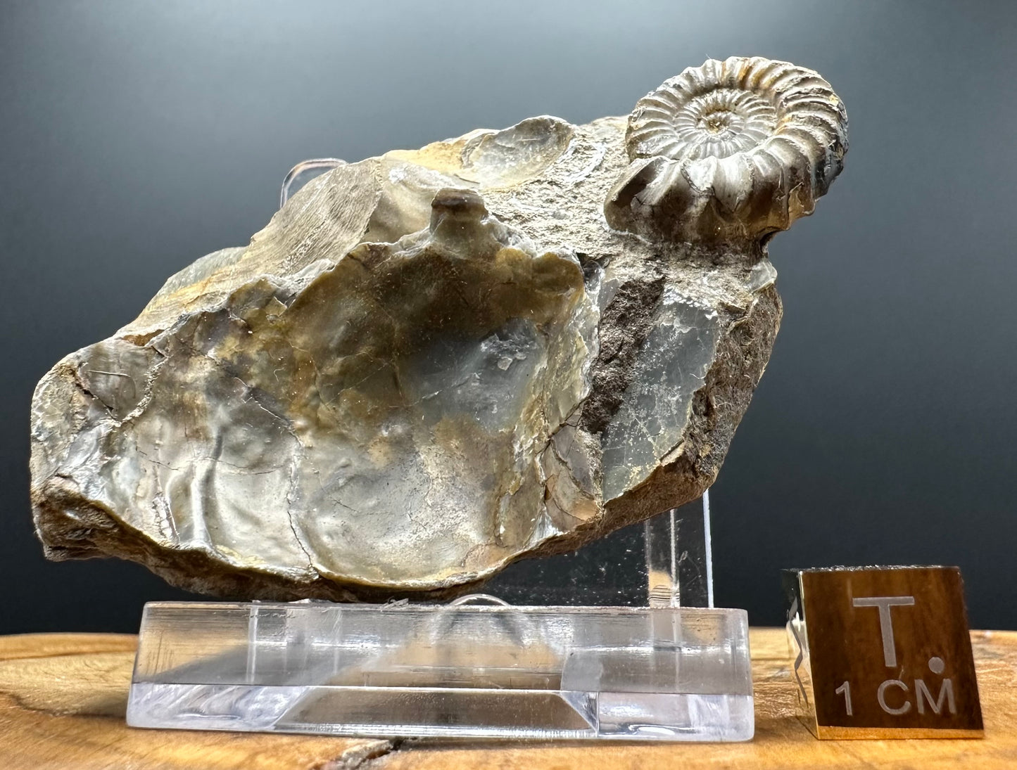 Androgynoceras capricornus Ammonite Fossil With Box And Stand - Whitby, North Yorkshire Jurassic Coast Yorkshire Fossils
