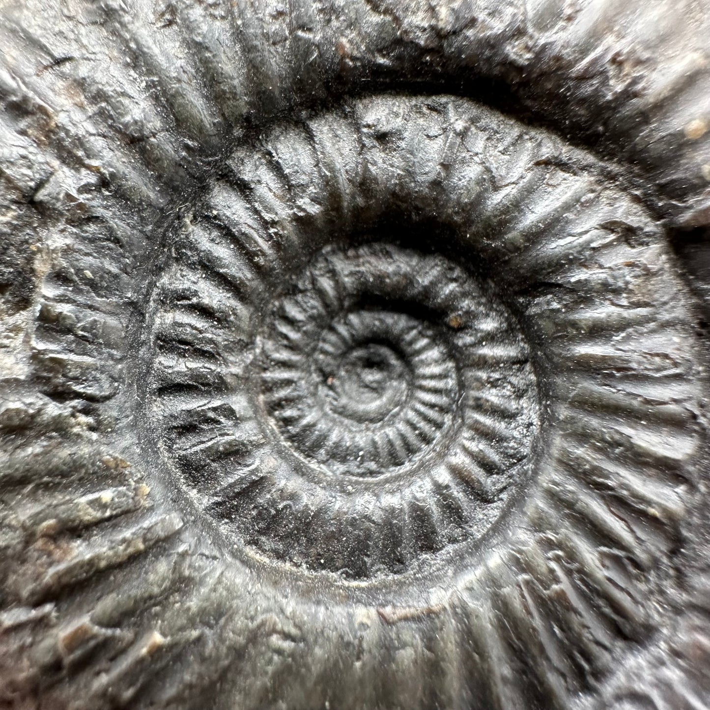 Dactylioceras semicelatum Ammonite fossil with box and stand - Whitby, North Yorkshire Jurassic Coast Yorkshire Fossils
