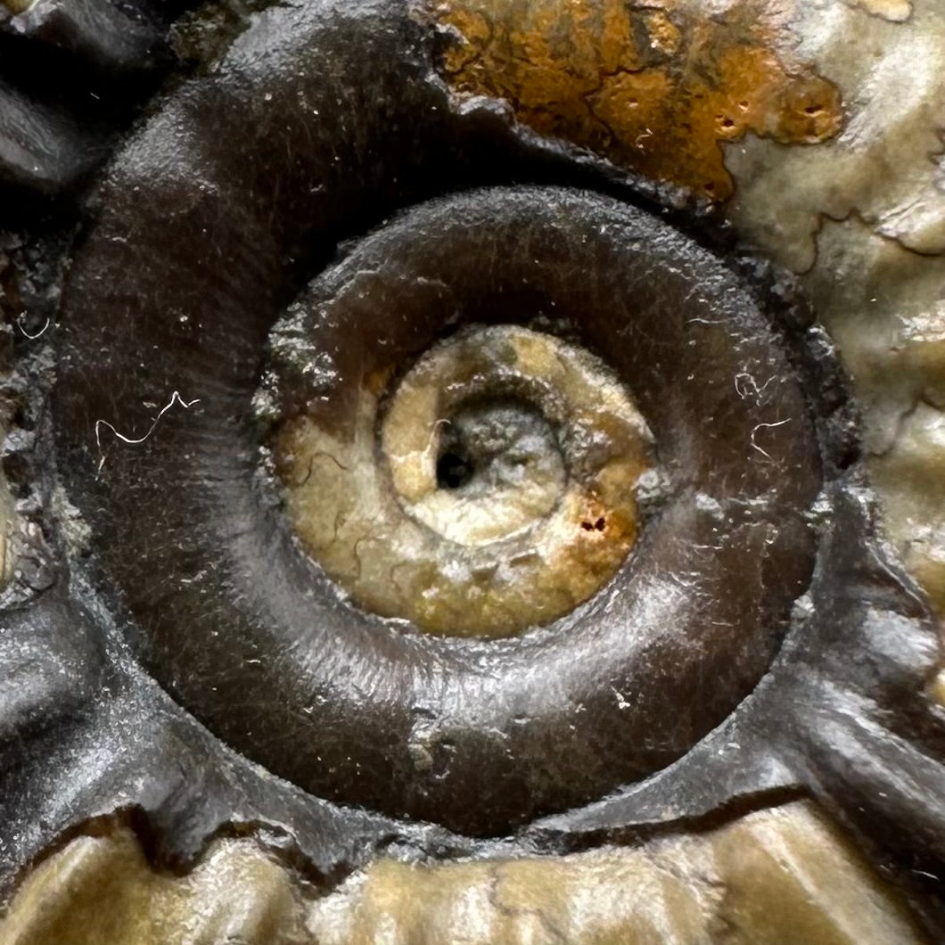 Arnioceras ammonite shell fossil with stand - Whitby, North Yorkshire Jurassic Coast Yorkshire Fossils