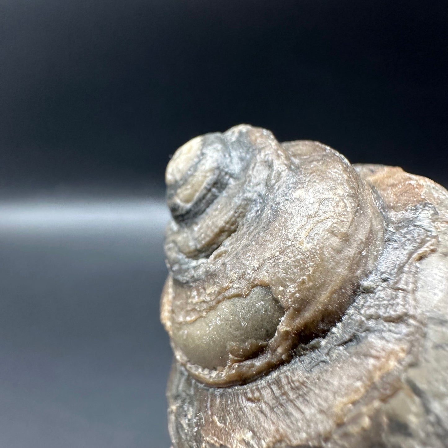 Gastropod Shell Fossil With Box And Stand - Whitby, North Yorkshire, Jurassic Coast, Yorkshire Fossils
