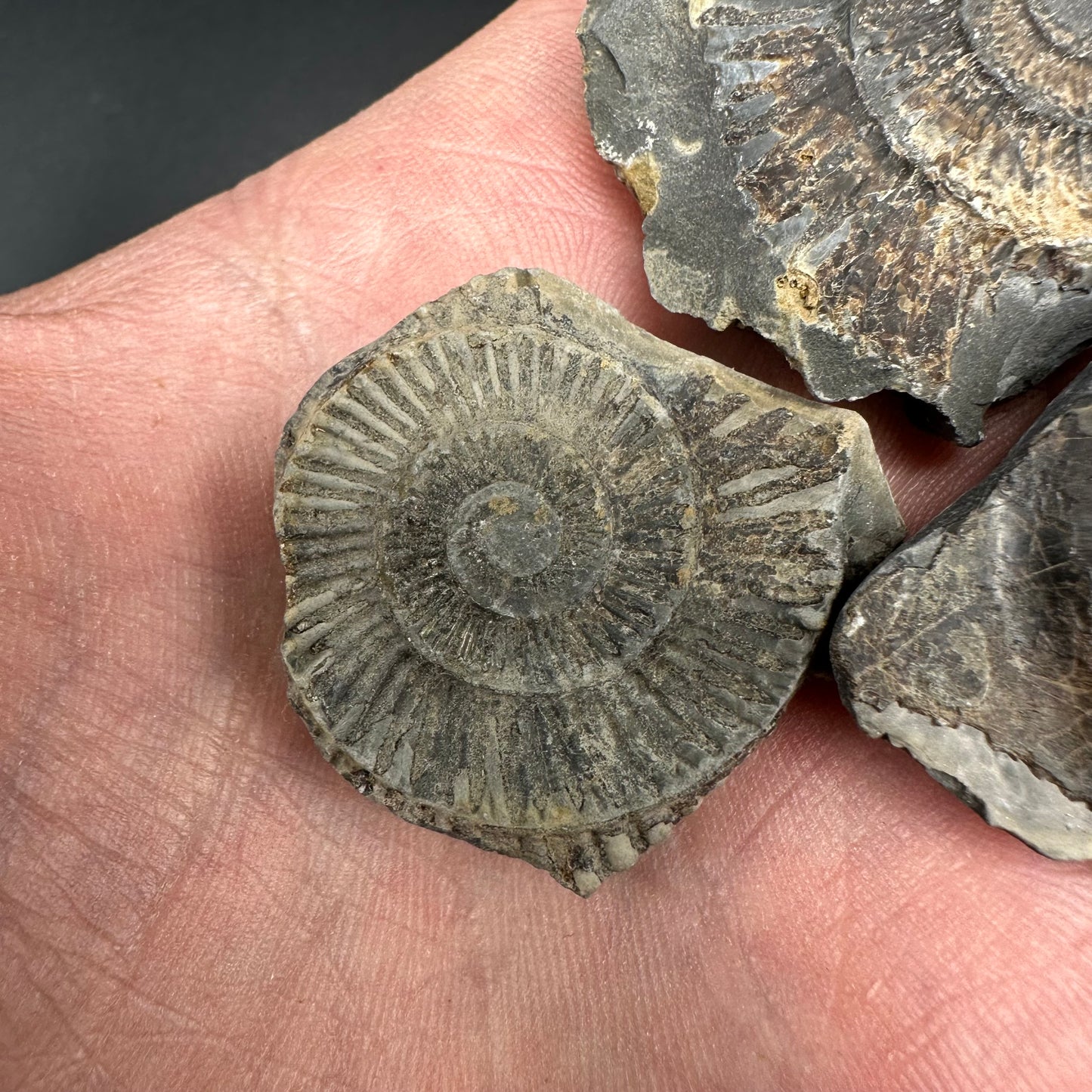 Dactylioceras imprint (negative) bundle ammonite shell fossil with box - Whitby, North Yorkshire, Yorkshire Fossils