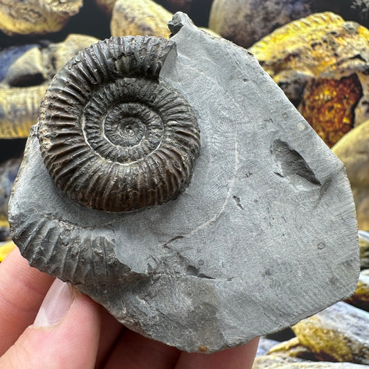 Dactylioceras ammonite fossil - Whitby, North Yorkshire Jurassic Coast