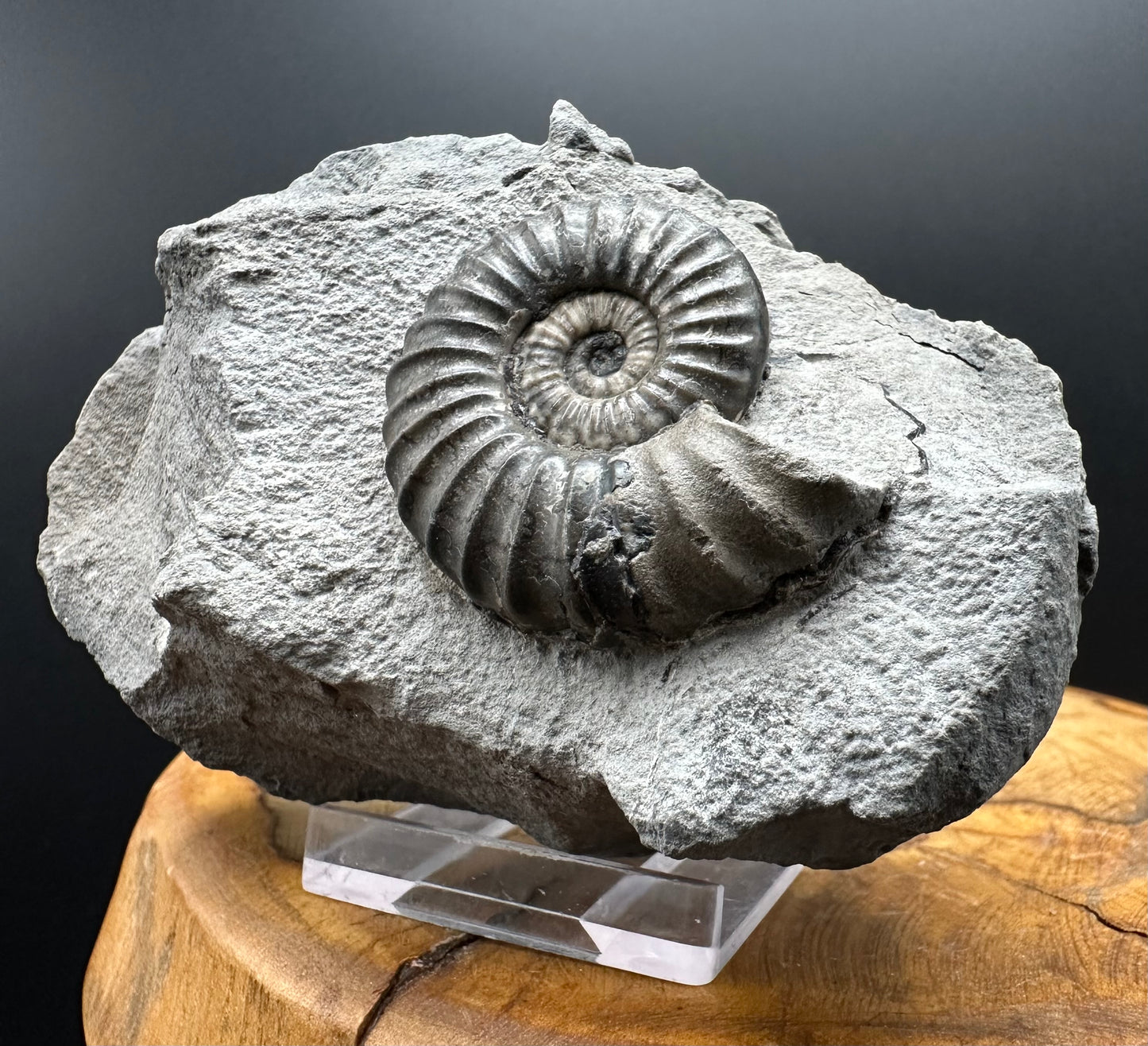 Aegasteroceras sagittarium ammonite fossil with box and stand - Whitby, North Yorkshire Jurassic Coast Yorkshire Fossils
