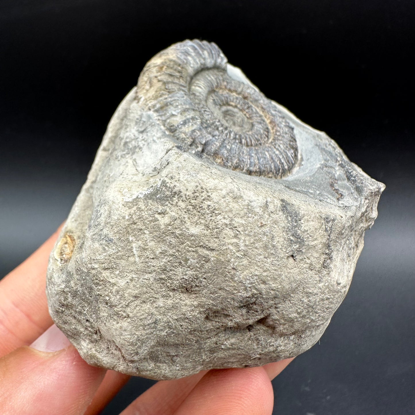 Dactylioceras Ammonite Fossil With Box And Stand - Whitby, North Yorkshire Jurassic Coast Yorkshire Fossils