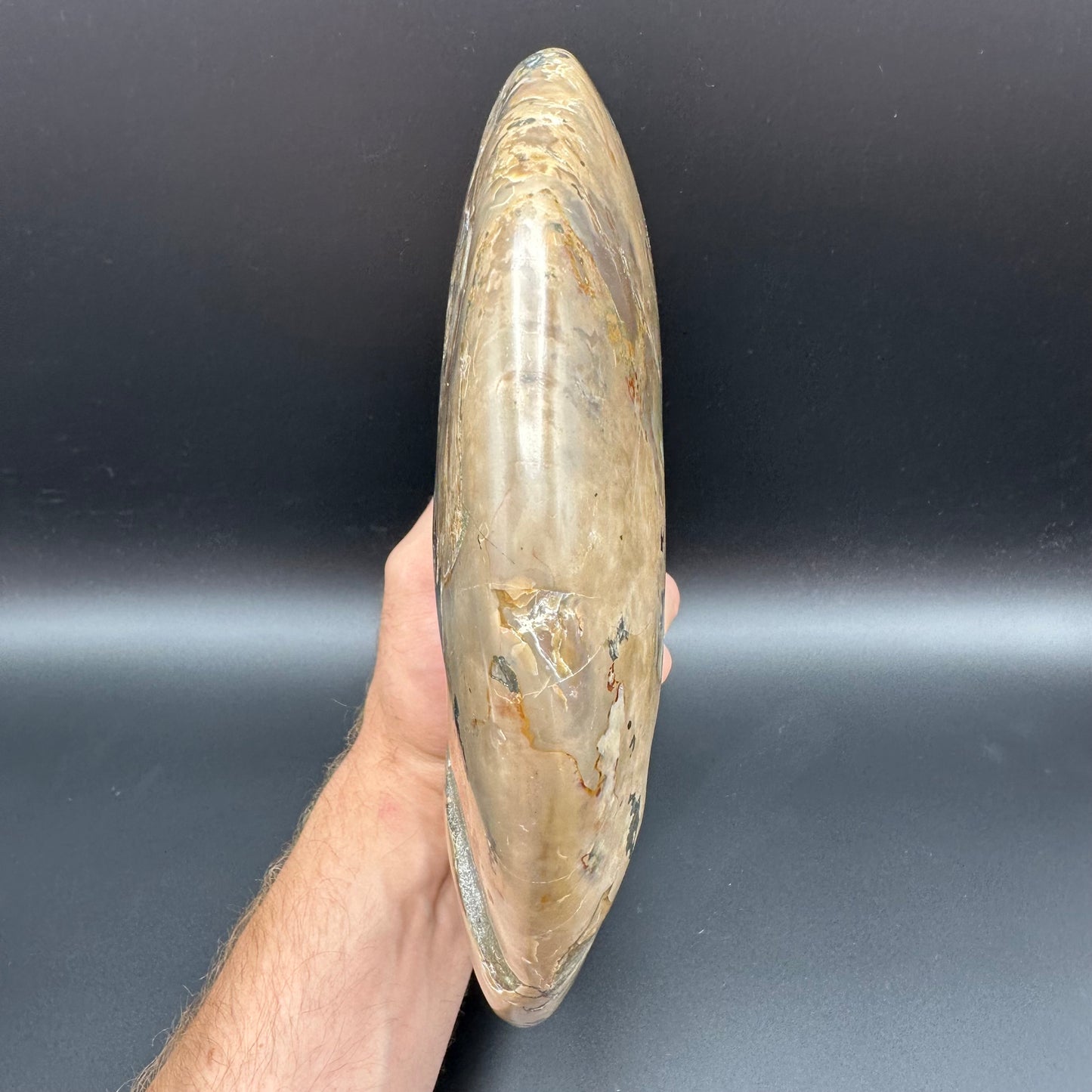 Cleoniceras Ammonite Fossil With Stand - Cretaceous Ammonite Madagascar