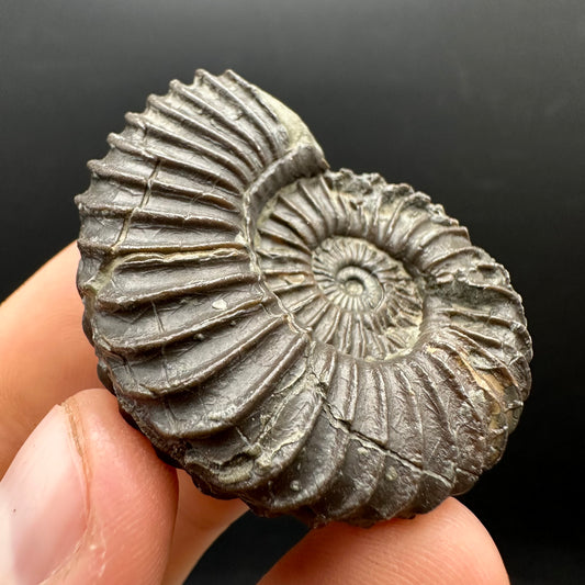 Schlothemia sp. ammonite fossil with box and stand - Whitby, North Yorkshire Jurassic Coast, Yorkshire fossils