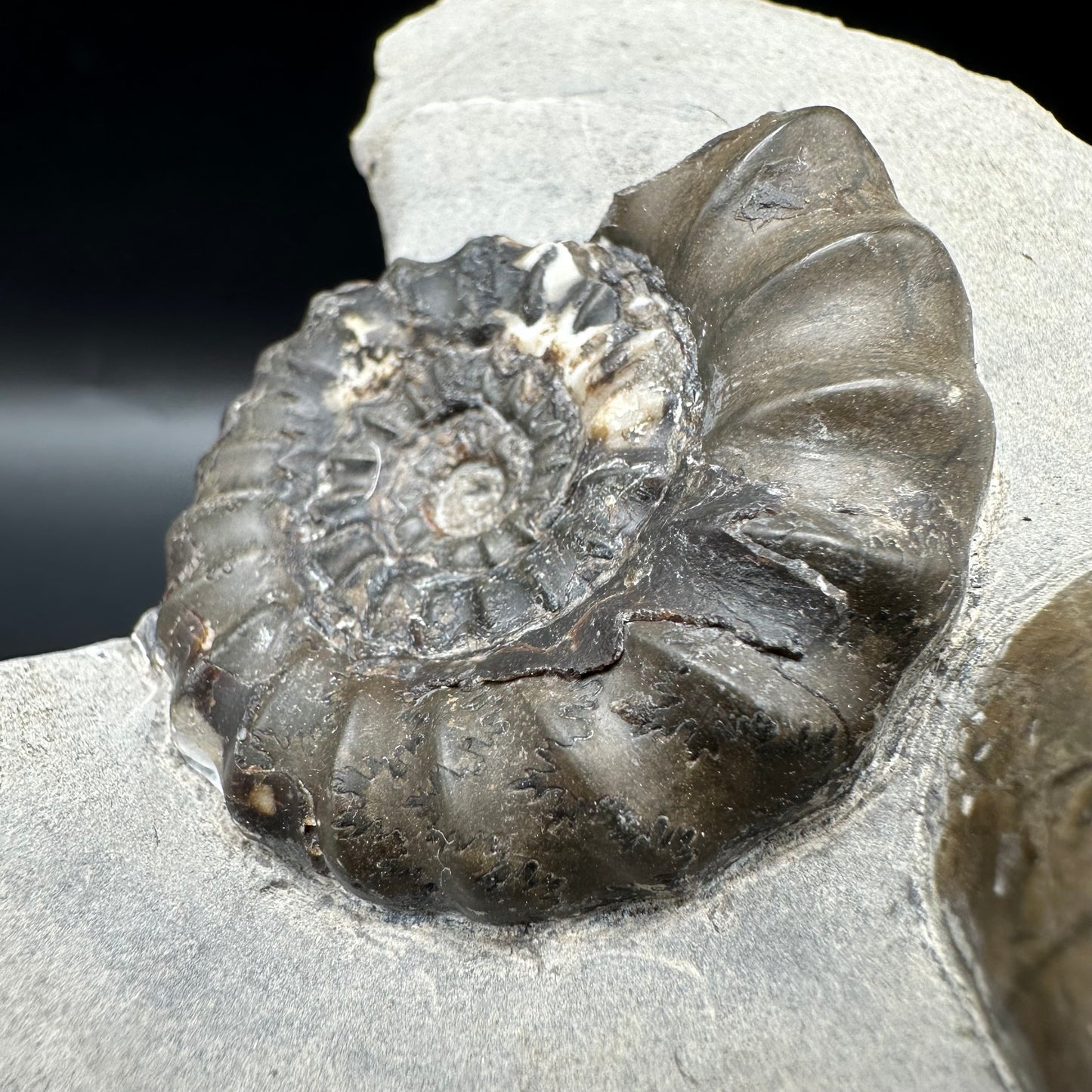 Androgynoceras maculatum ammonite fossil with box and stand - Whitby, North Yorkshire Jurassic Coast Yorkshire Fossils