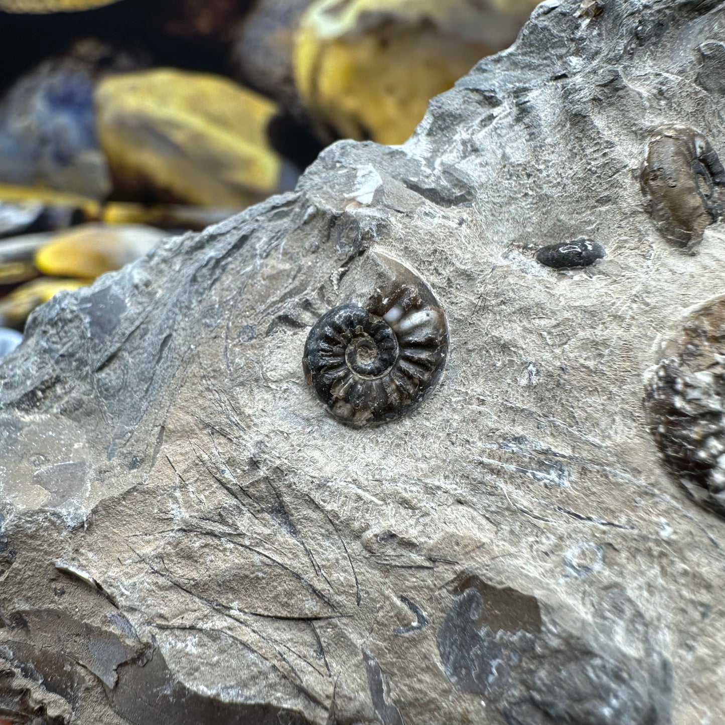 Amaltheus subnodosus ammonite fossil - Whitby, North Yorkshire Jurassic Coast, Yorkshire Fossils