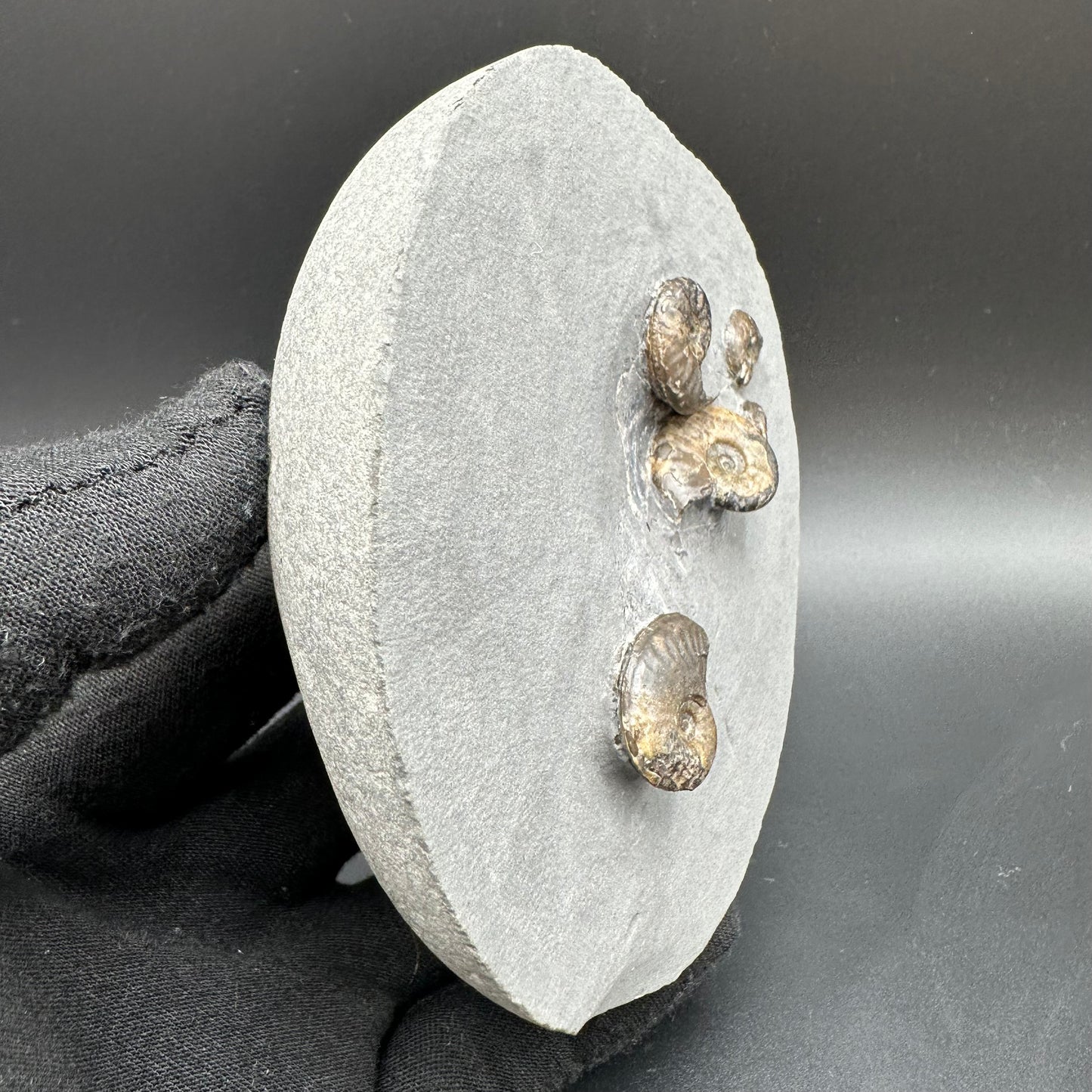 Eleganticeras Elegantulum ammonite with box and stand - Whitby, North Yorkshire Jurassic Coast, Yorkshire Fossils