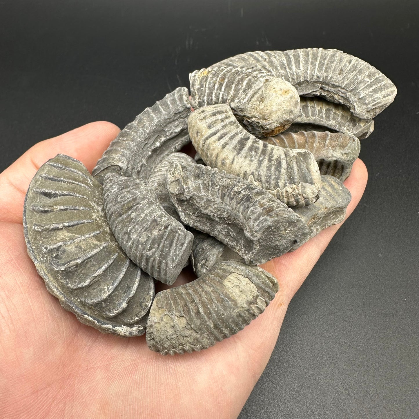 Junior Jurassic Jumble - Yorkshire Fossils Mystery Variety Fossil Bag - Whitby, North Yorkshire Jurassic Coast