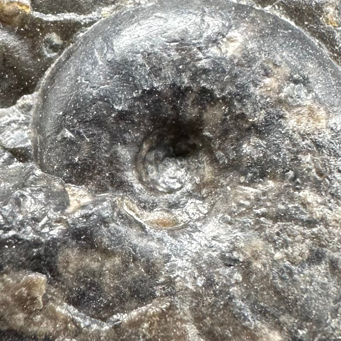 Cleviceras sp. ammonite shell fossil with stand - Whitby, North Yorkshire Jurassic Coast Yorkshire Fossils