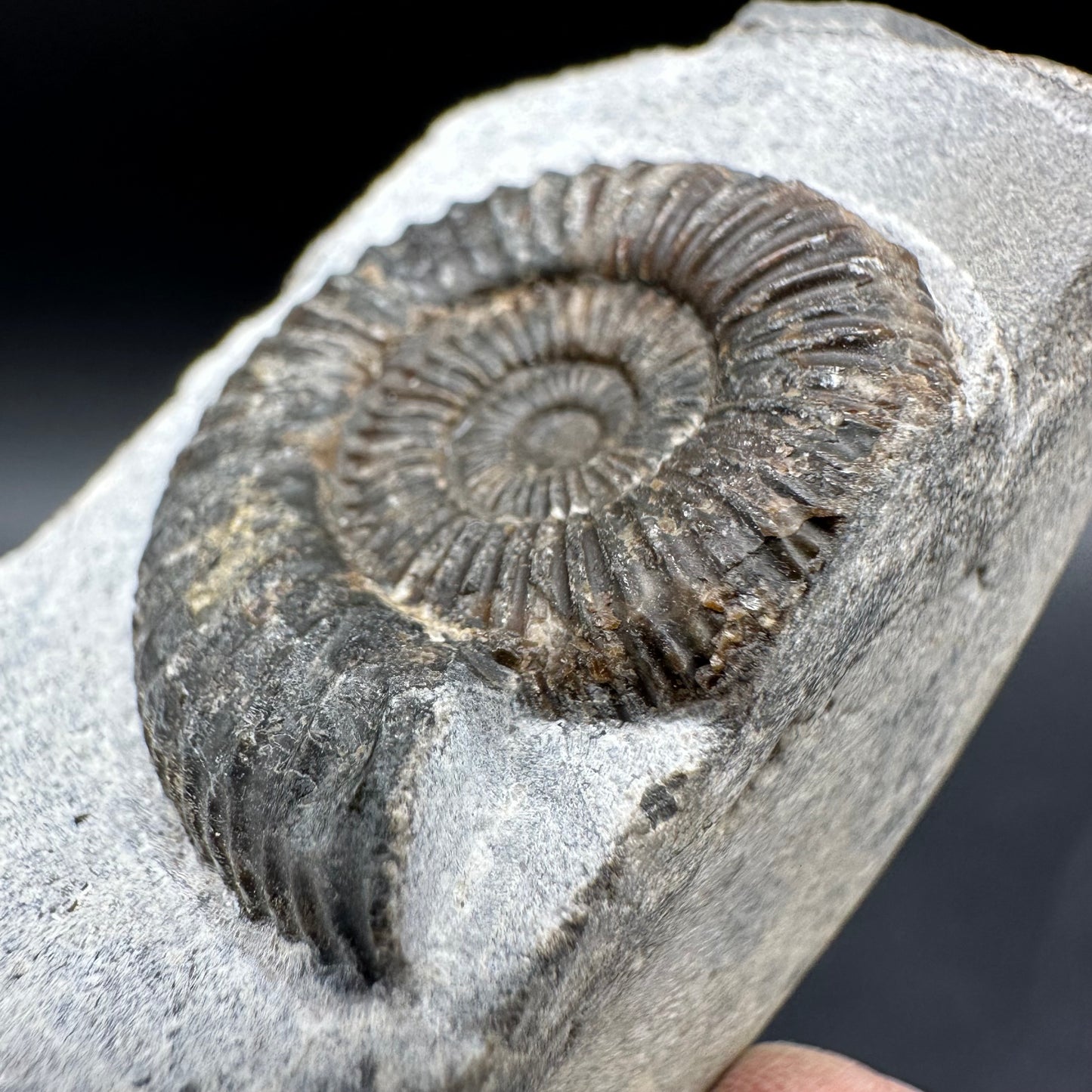 Dactylioceras Ammonite Fossil With Box And Stand - Whitby, North Yorkshire Jurassic Coast Yorkshire Fossils