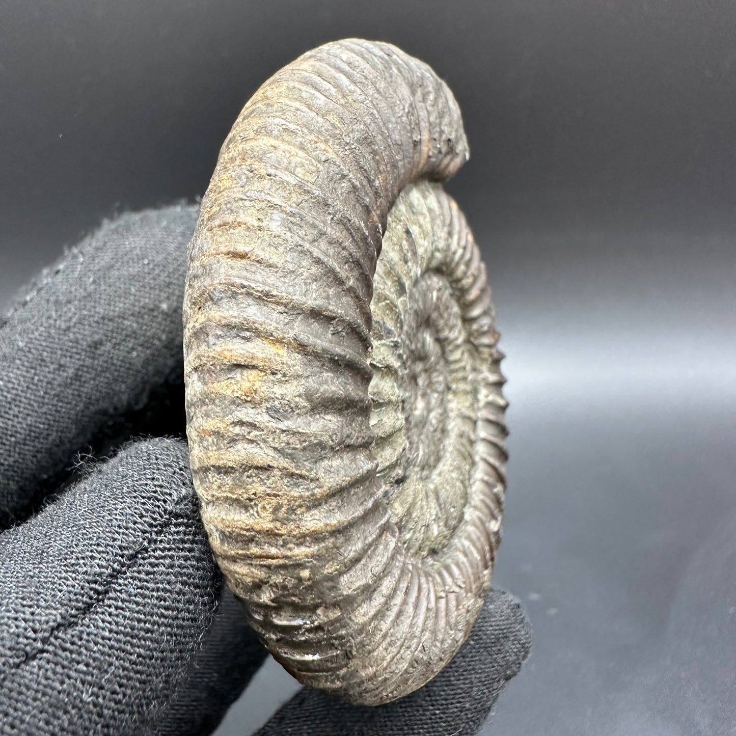 Dactylioceras Ammonite Fossil With Box And Stand - Whitby, North Yorkshire Jurassic Coast Yorkshire Fossils