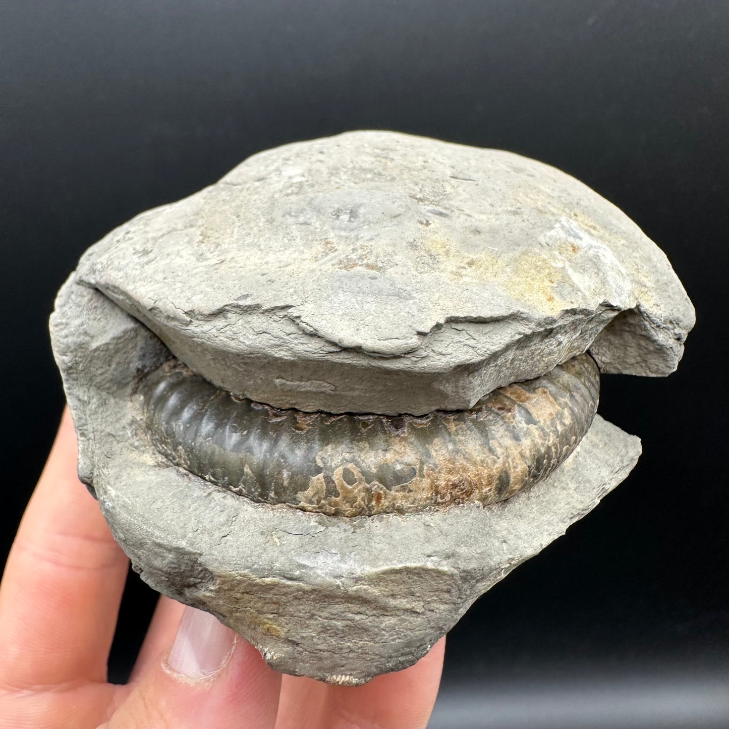 Dactylioceras Ammonite nodule (split pair) Fossil With Box And Stand - Whitby, North Yorkshire Jurassic Coast Yorkshire Fossils