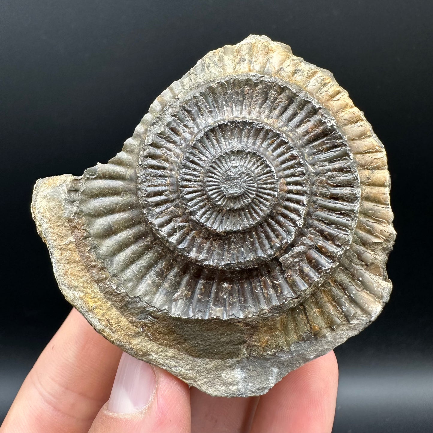 Dactylioceras Ammonite nodule (split pair) Fossil With Box And Stand - Whitby, North Yorkshire Jurassic Coast Yorkshire Fossils
