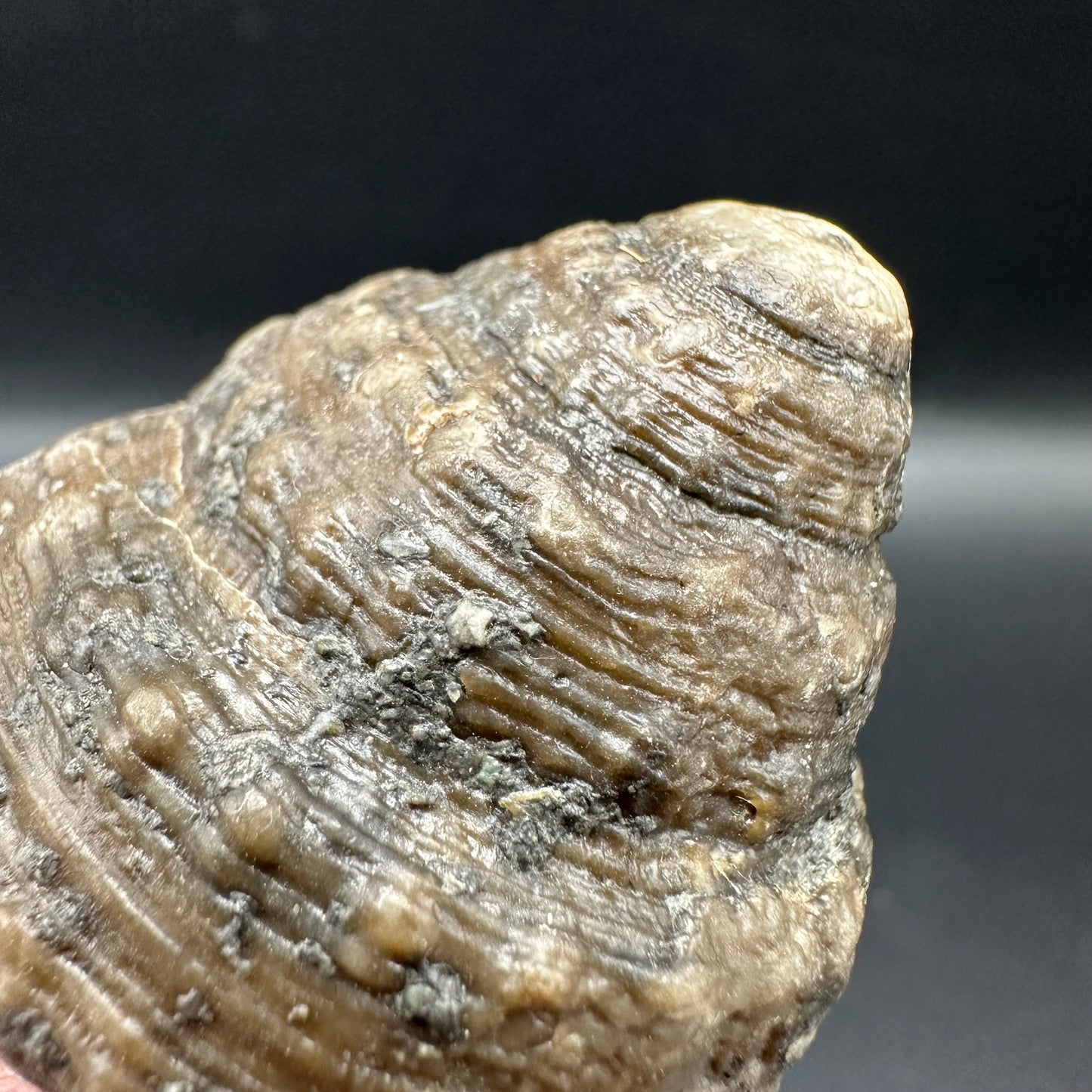 Gastropod Shell Fossil With Box And Stand - Whitby, North Yorkshire, Jurassic Coast, Yorkshire Fossils