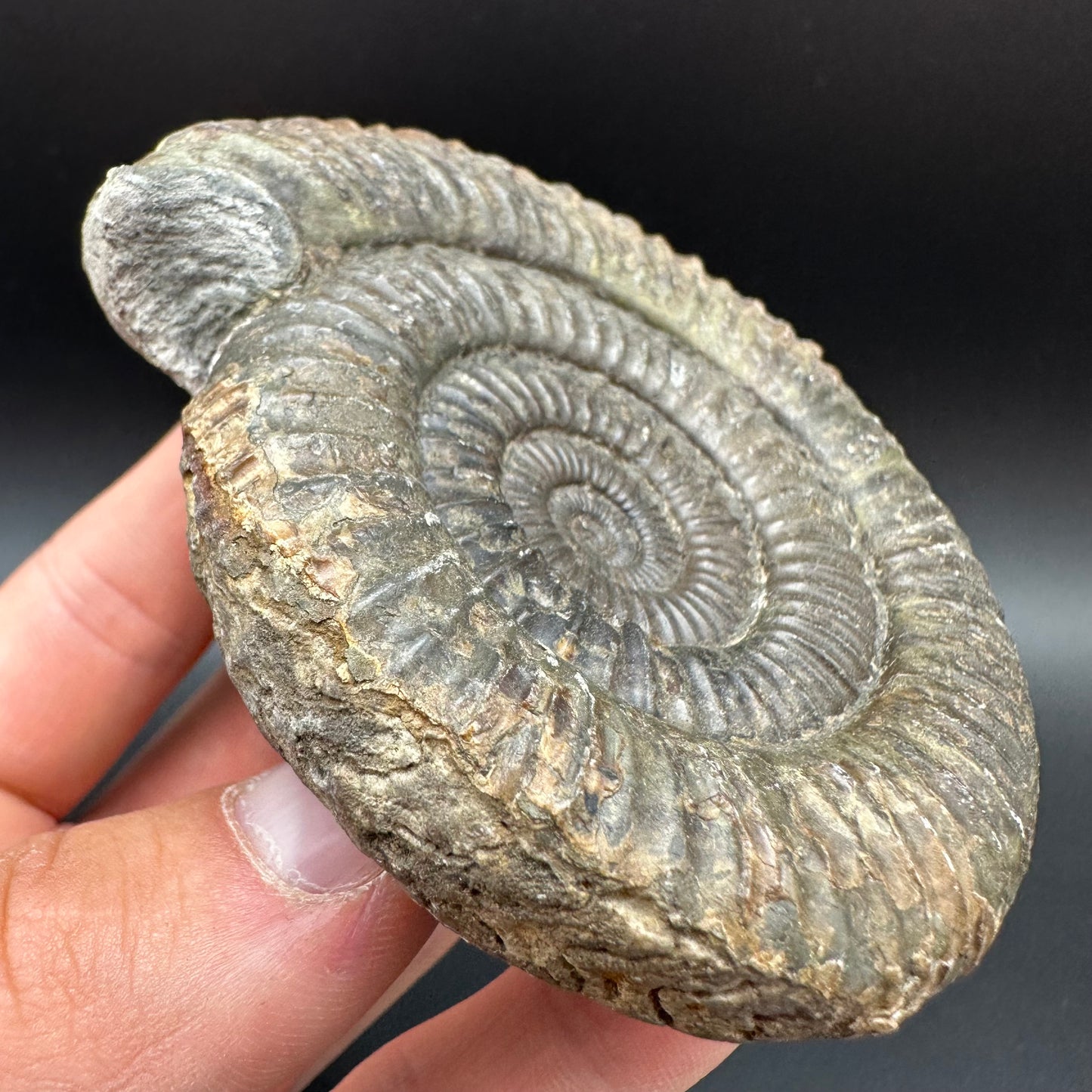 Dactylioceras Ammonite Fossil With Box And Stand - Whitby, North Yorkshire Jurassic Coast Yorkshire Fossils