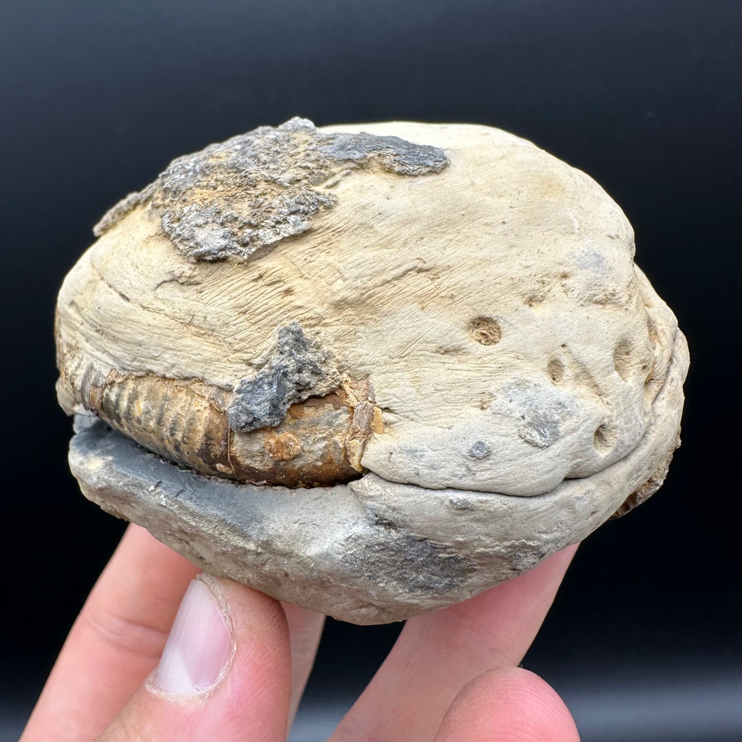 Dactylioceras Ammonite nodule (split pair) Fossil With Box And Stand - Whitby, North Yorkshire Jurassic Coast Yorkshire Fossils