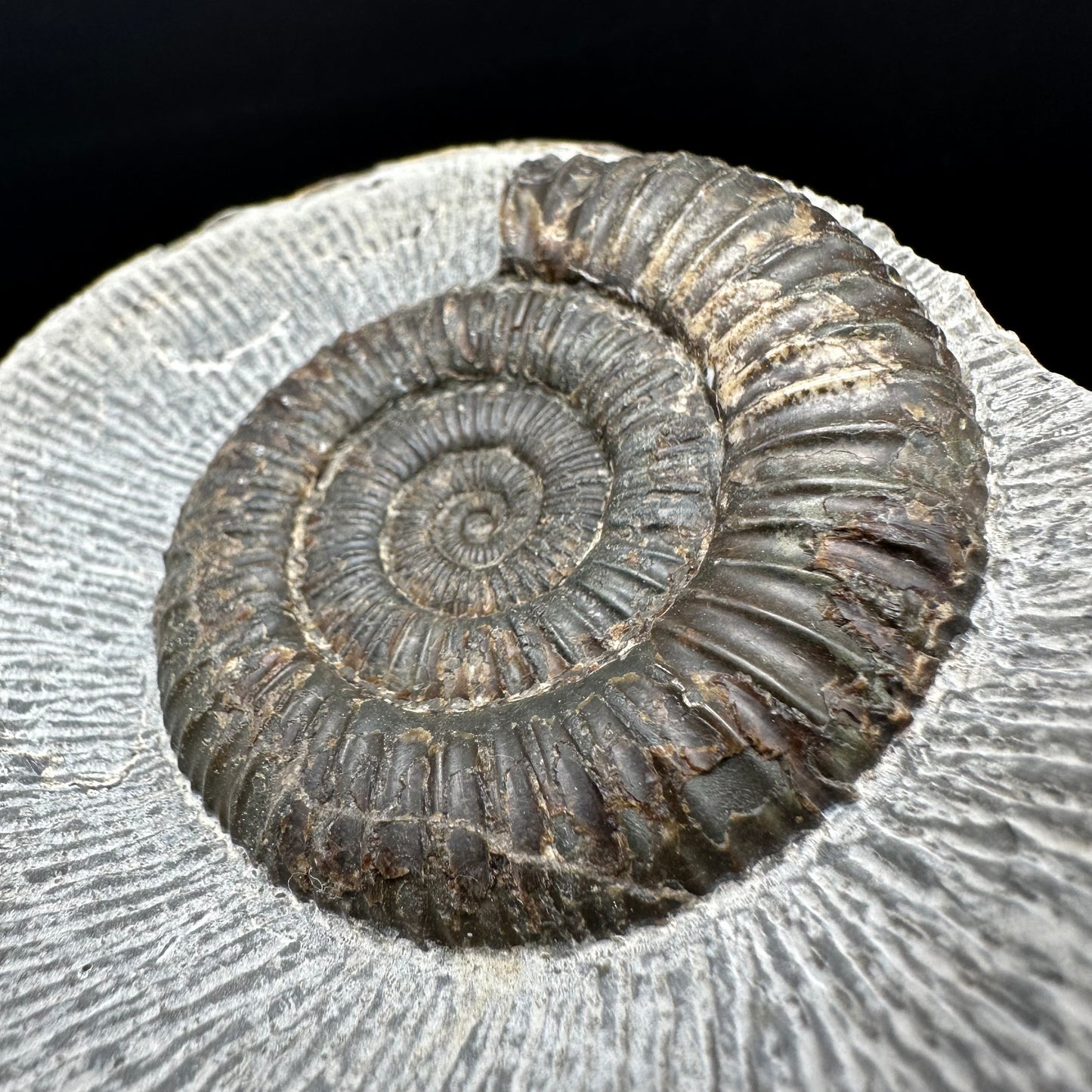 Dactylioceras Ammonite Fossil With box and Stand - Whitby, North Yorkshire Jurassic Coast Yorkshire Fossils