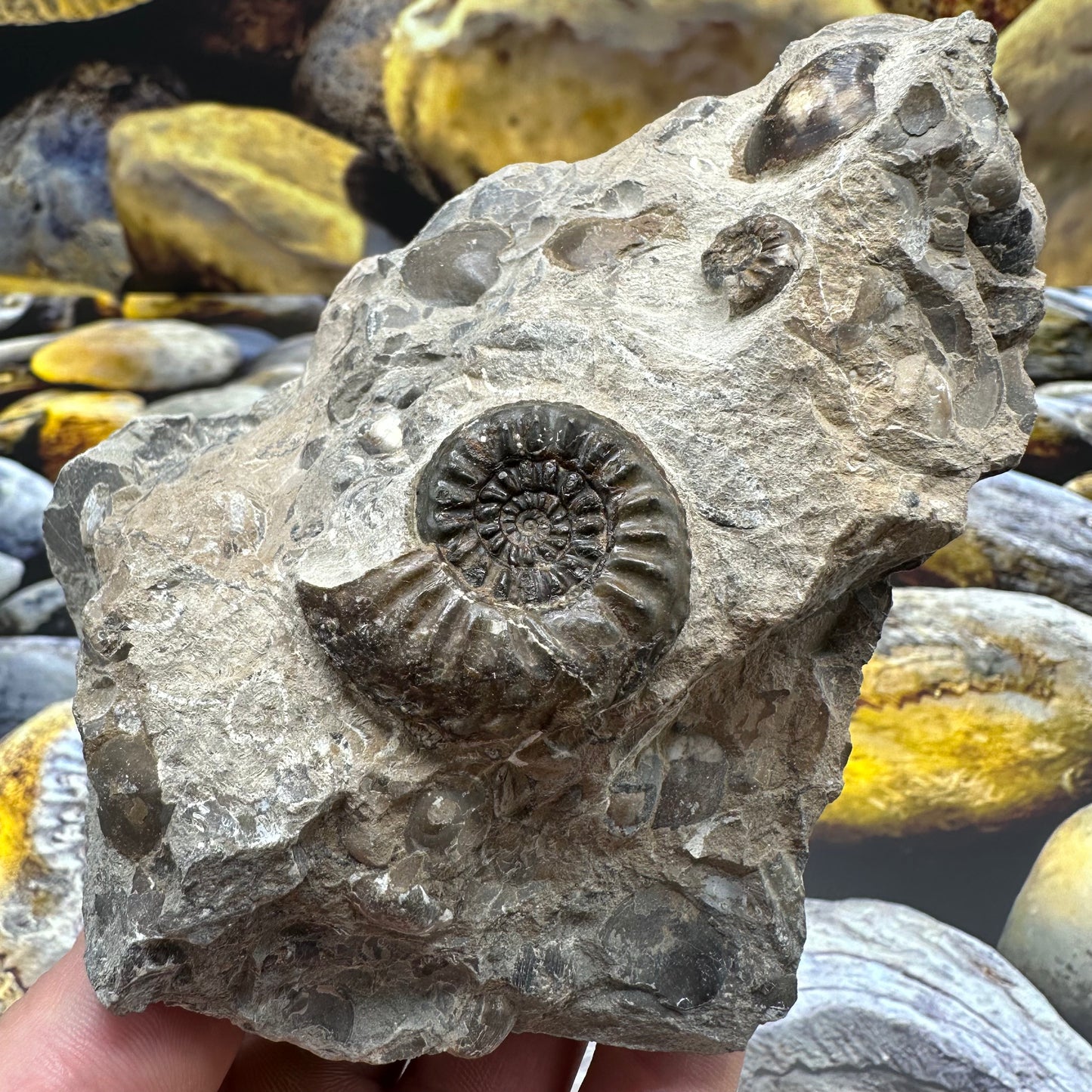 Amaltheus subnodosus ammonite fossil - Whitby, North Yorkshire Jurassic Coast, Yorkshire Fossils