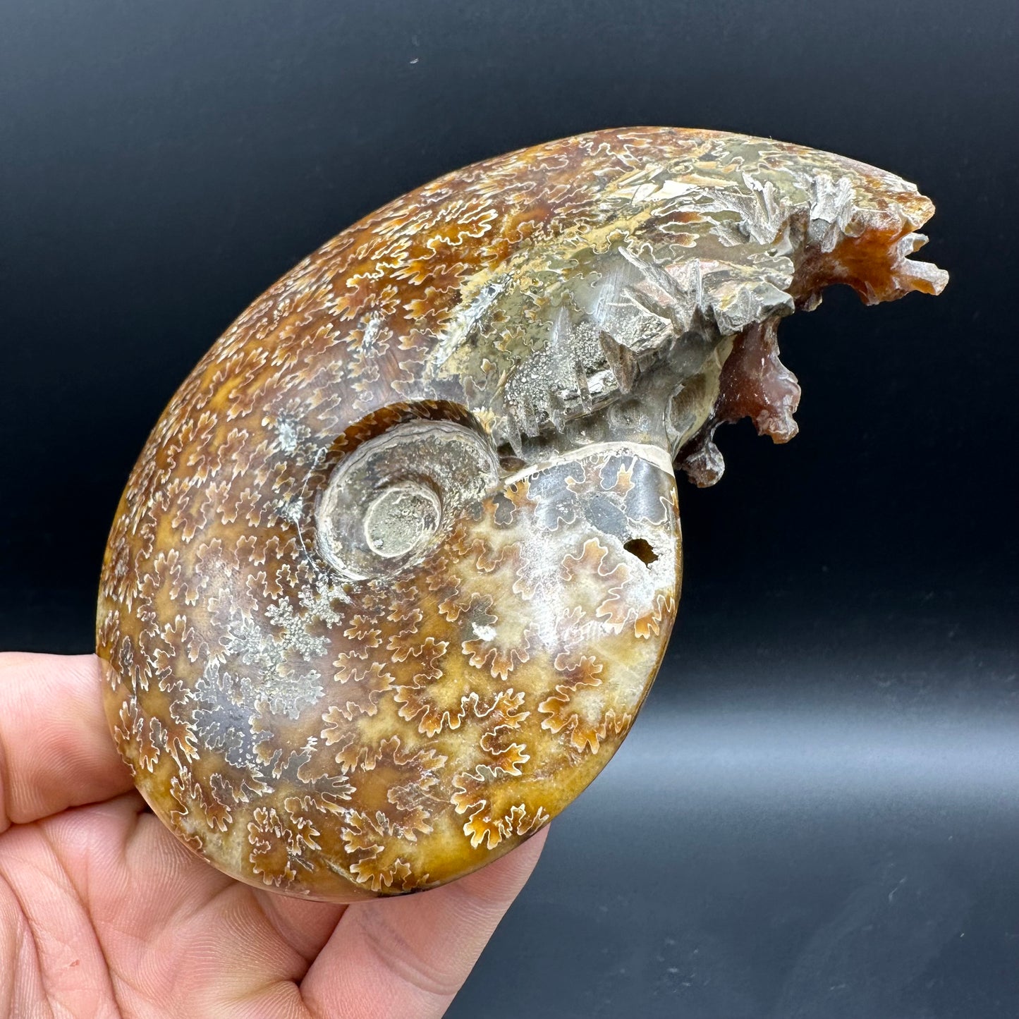 Cleoniceras Ammonite Fossil With Box And Stand - Cretaceous Ammonite Madagascar