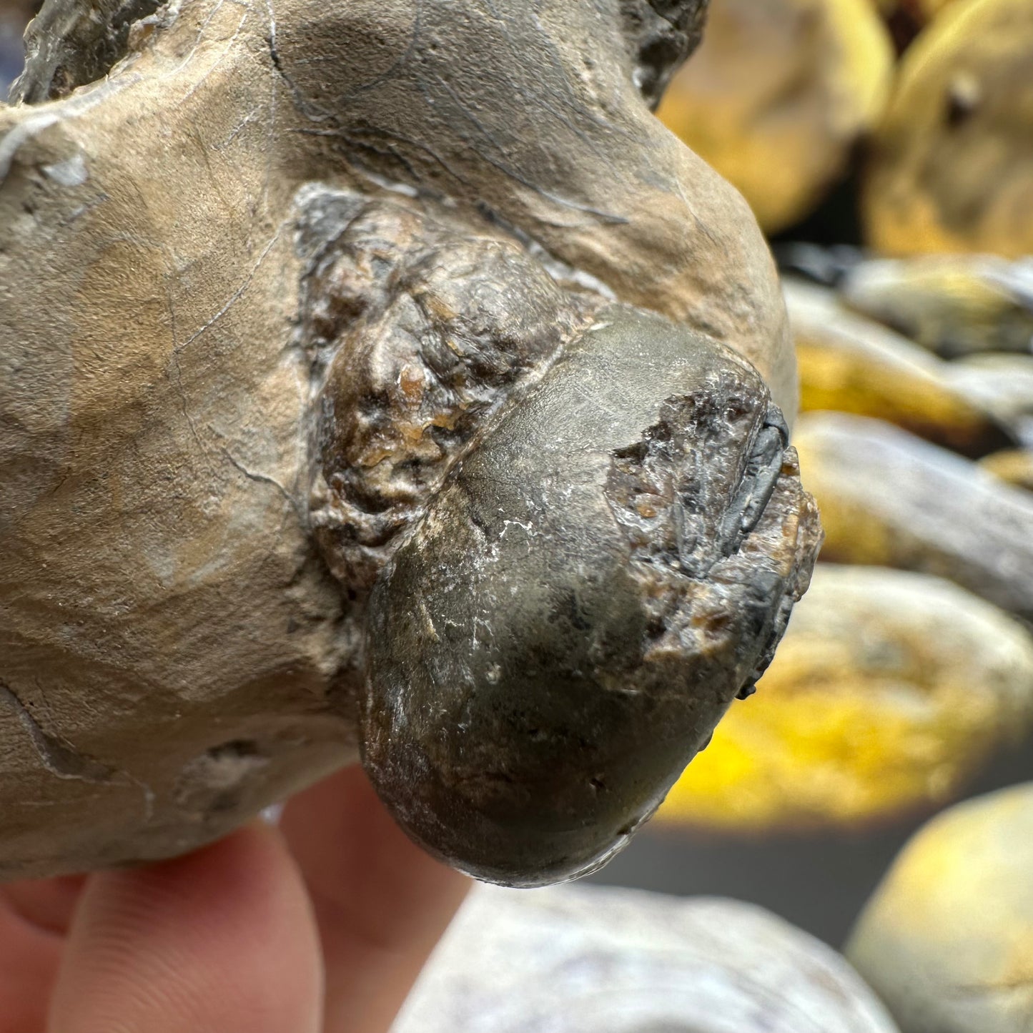 Amaltheus subnodosus ammonite fossil - Whitby, North Yorkshire