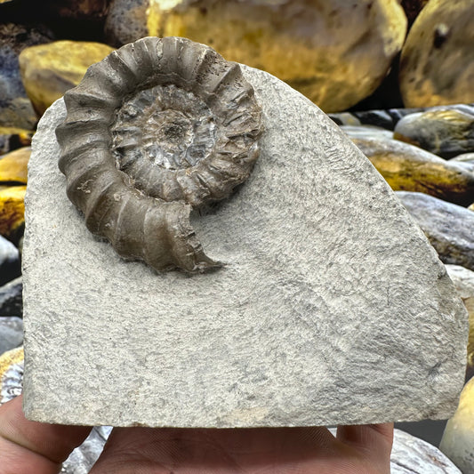 Androgynoceras Maculatum ammonite fossil - Whitby, North Yorkshire