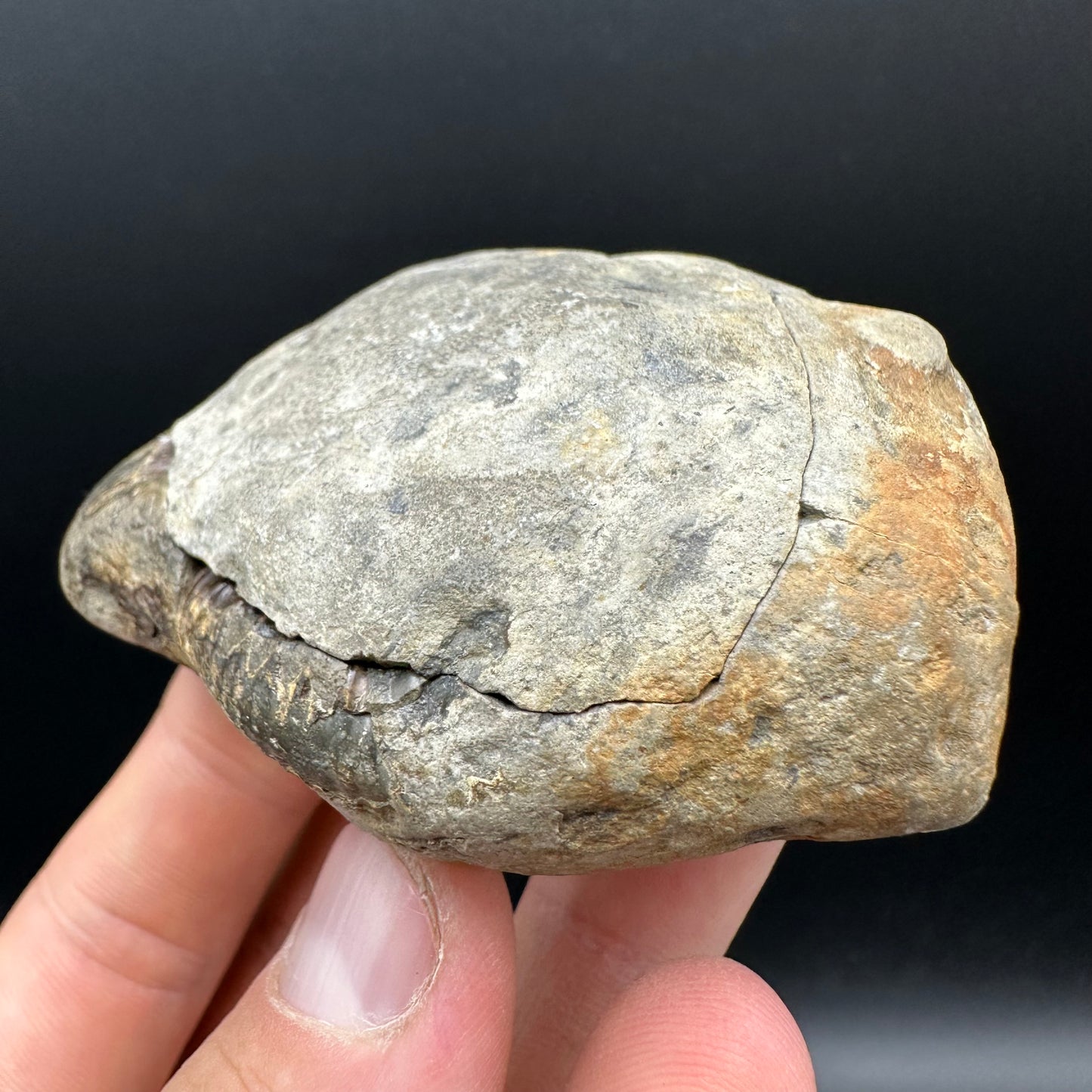 Dactylioceras Ammonite nodule (split pair) Fossil With Box And Stand - Whitby, North Yorkshire Jurassic Coast Yorkshire Fossils
