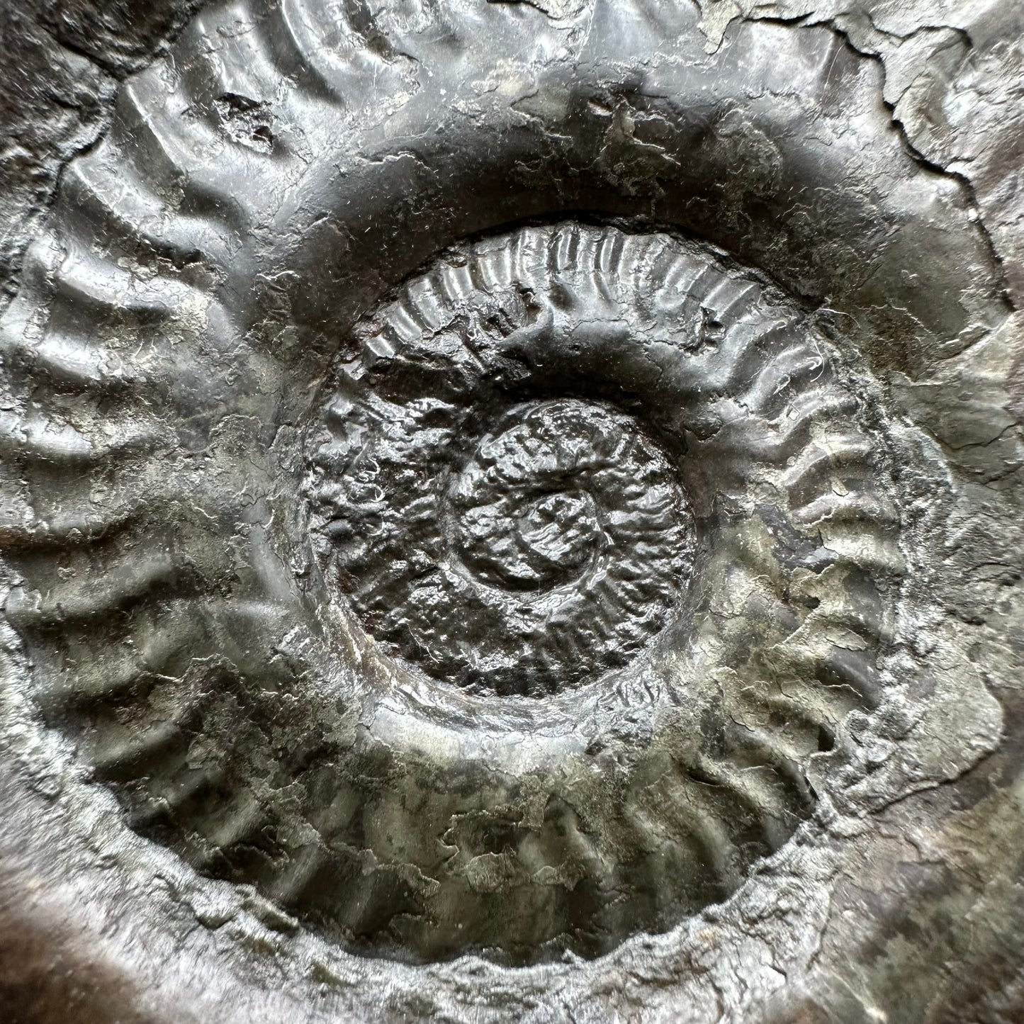 Hildoceras lusitanicum Ammonite fossil with stand - Whitby, North Yorkshire, Jurassic Coast, Yorkshire Fossils from the Jurassic Coast