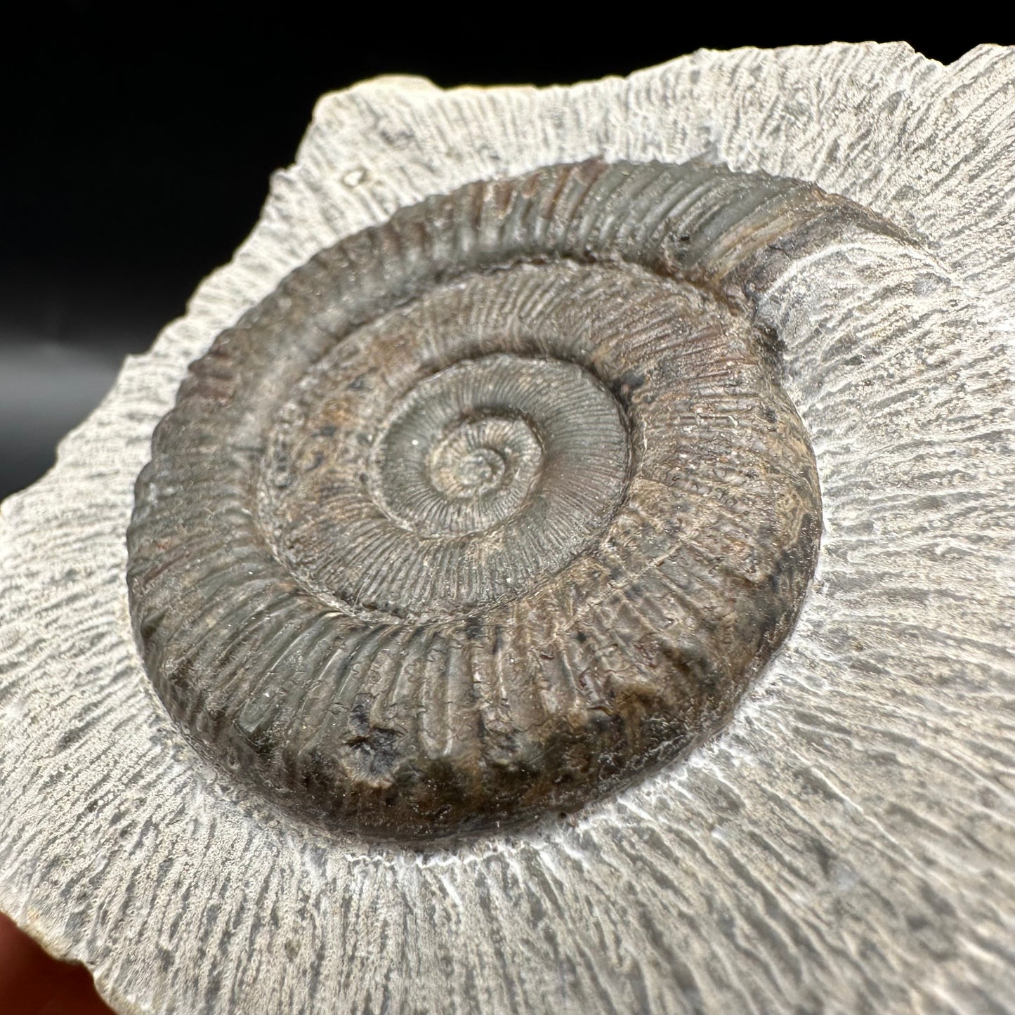 Peronoceras turriculatum Ammonite fossil with box and stand - Whitby, North Yorkshire Jurassic Coast, Yorkshire fossils