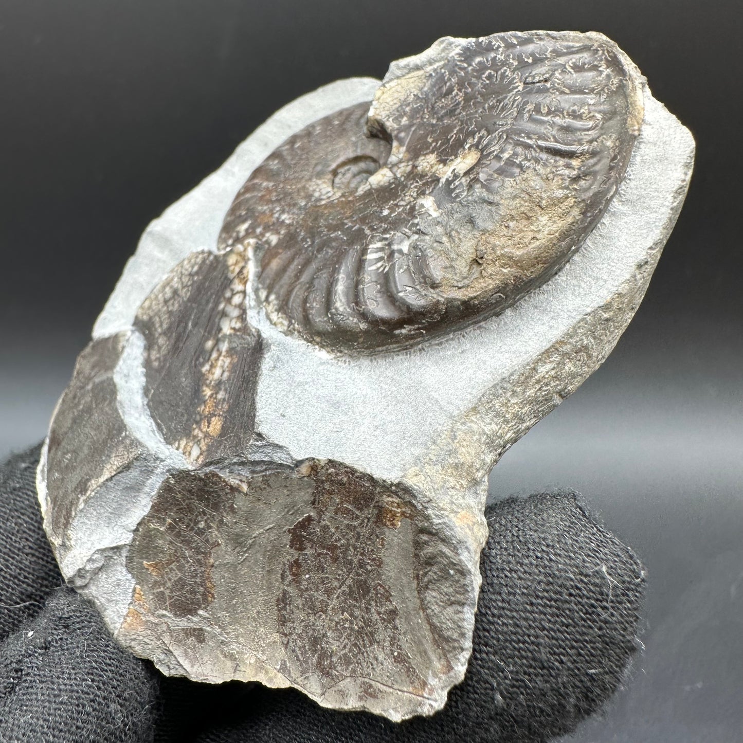 Pseudolioceras lythense Ammonite fossil with box and stand - Whitby, North Yorkshire, Yorkshire Fossils on the Jurassic Coast