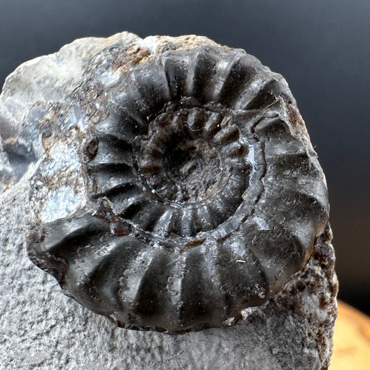 Androgynoceras maculatum ammonite fossil with box and stand - Whitby, North Yorkshire Jurassic Coast Yorkshire Fossils