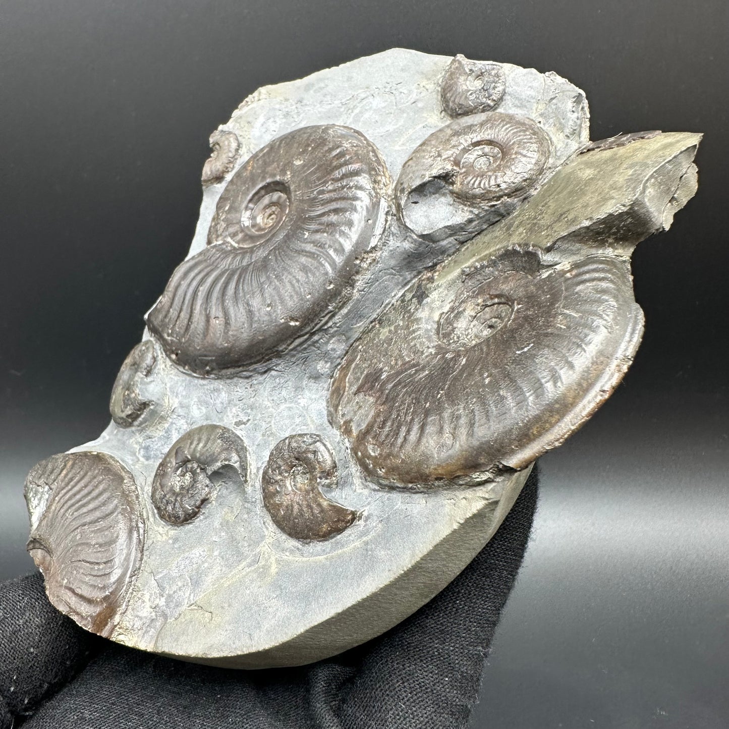 Eleganticeras Elegantulum ammonite fossil with stand - Whitby, North Yorkshire Jurassic Coast, Yorkshire Fossils