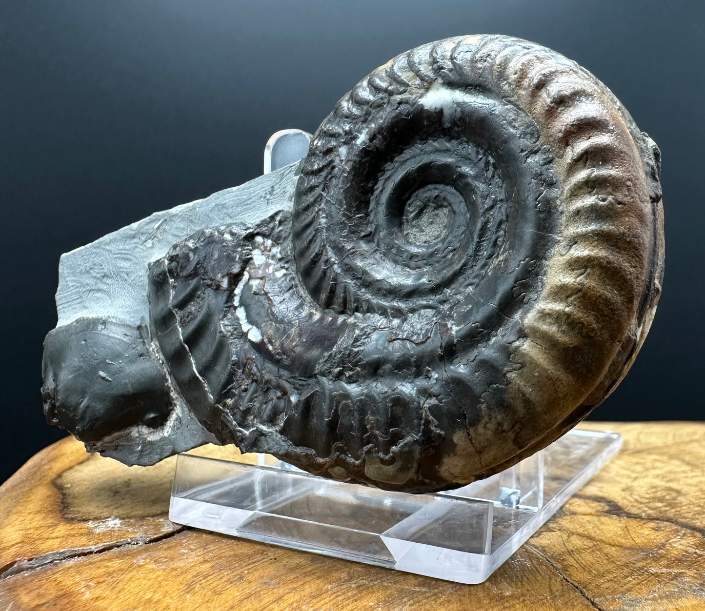 Hildoceras Bifrons Ammonite fossil with box and stand - Whitby, North Yorkshire Jurassic Coast, Yorkshire Fossils from the Jurassic Coast