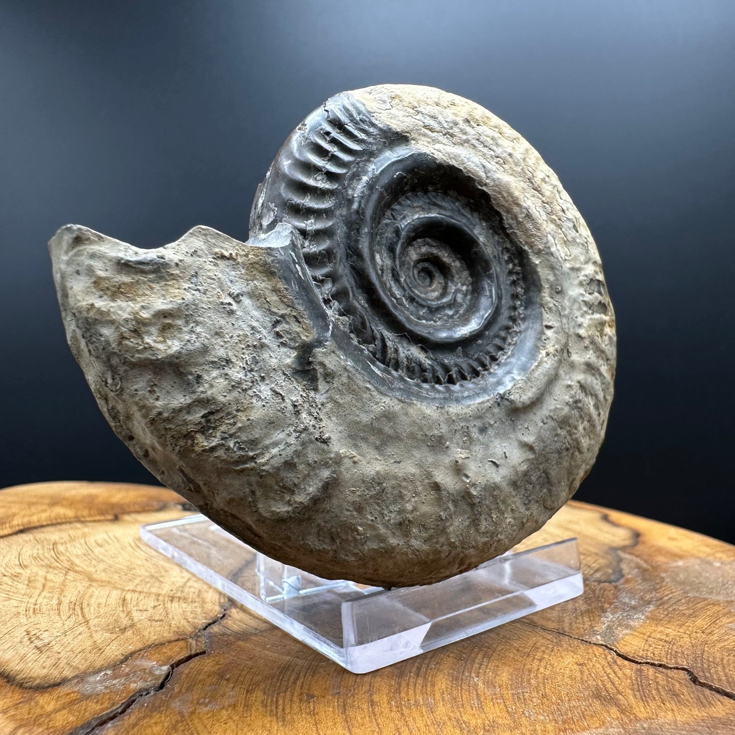 Golden Hildoceras lusitanicum Ammonite fossil with box and stand - Whitby, North Yorkshire, Jurassic Coast, Yorkshire Fossils from the Jurassic Coast