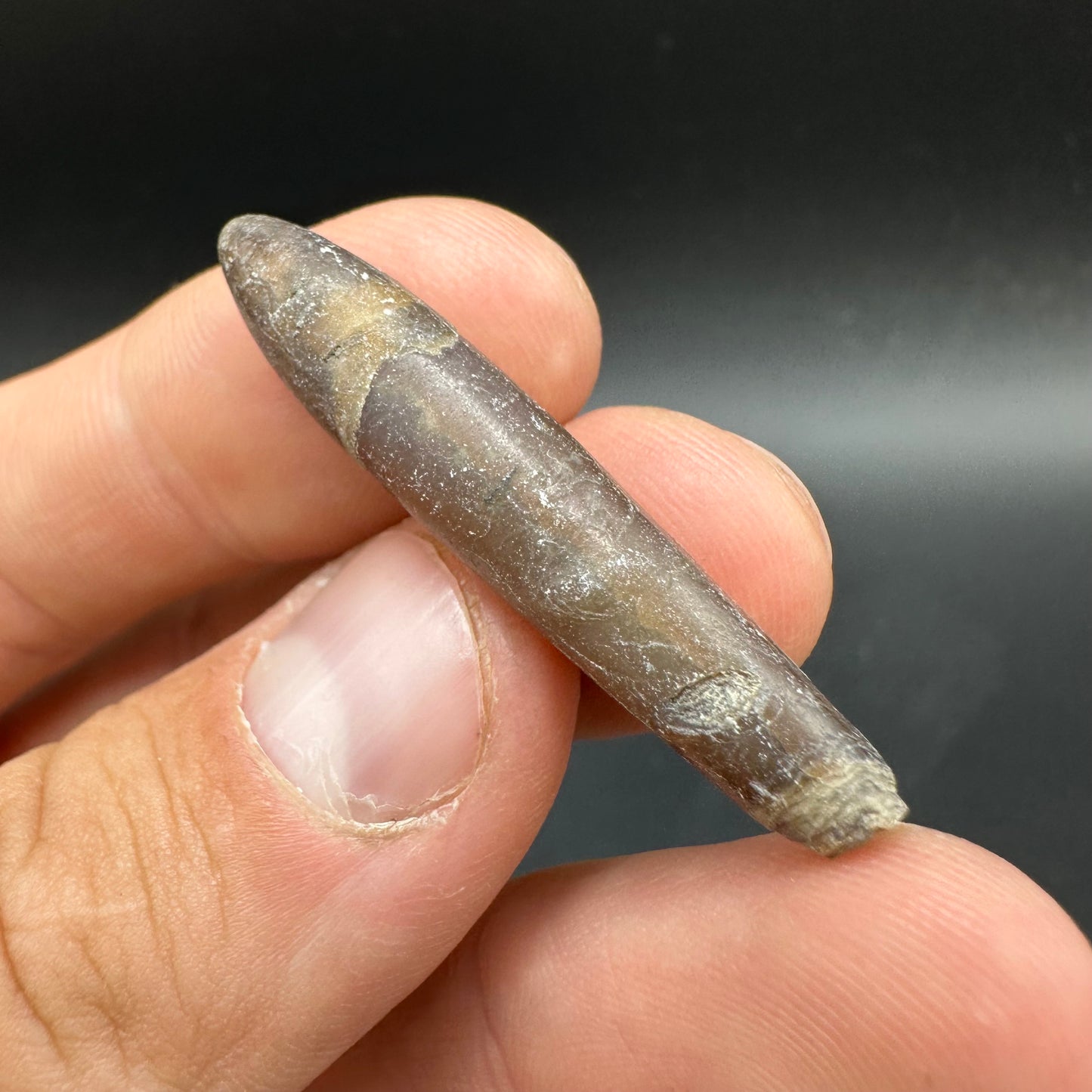 Hibolite (Fossil Squid) shell fossil - Whitby, North Yorkshire Jurassic Coast Yorkshire Fossils