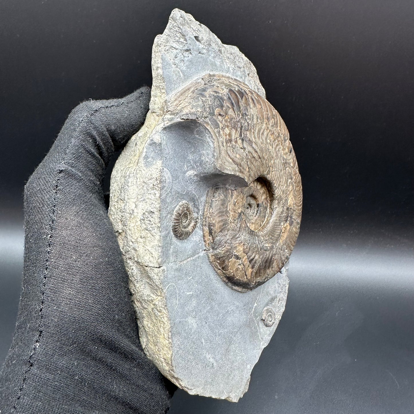 Harpoceras Sp. Ammonite fossil with stand - Whitby, North Yorkshire Jurassic Coast Yorkshire Fossils