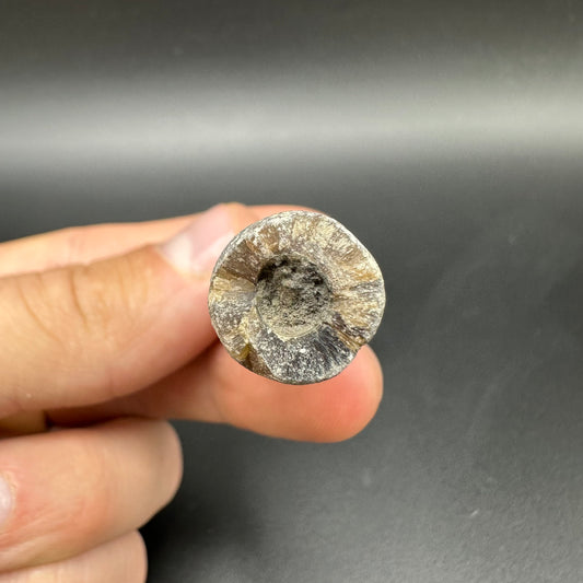 Belemnite (Fossil Squid) shell fossil - Whitby, North Yorkshire Jurassic Coast Yorkshire Fossils