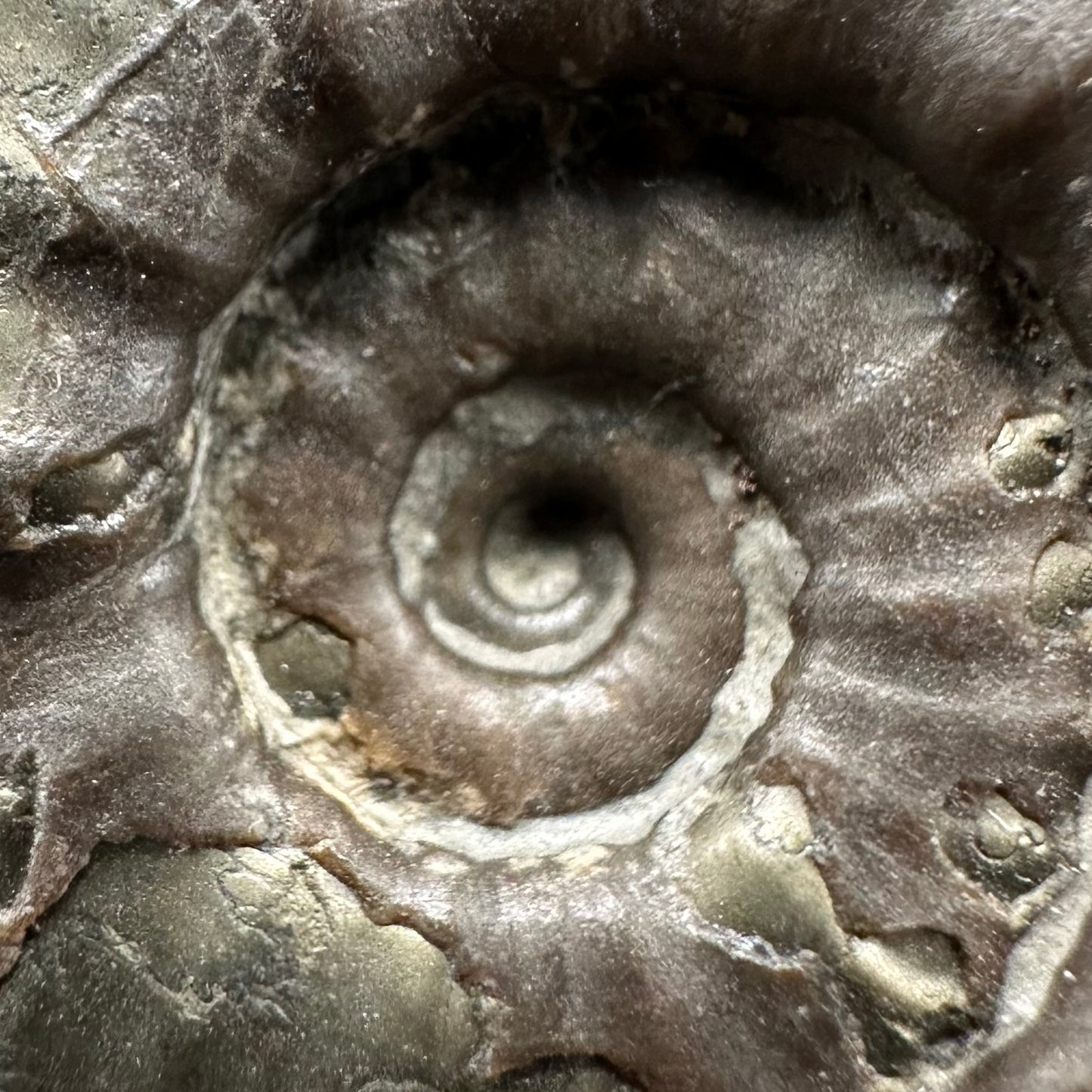 Agassiceras shell fossil with box and stand - Whitby, North Yorkshire Jurassic Coast Yorkshire Fossils