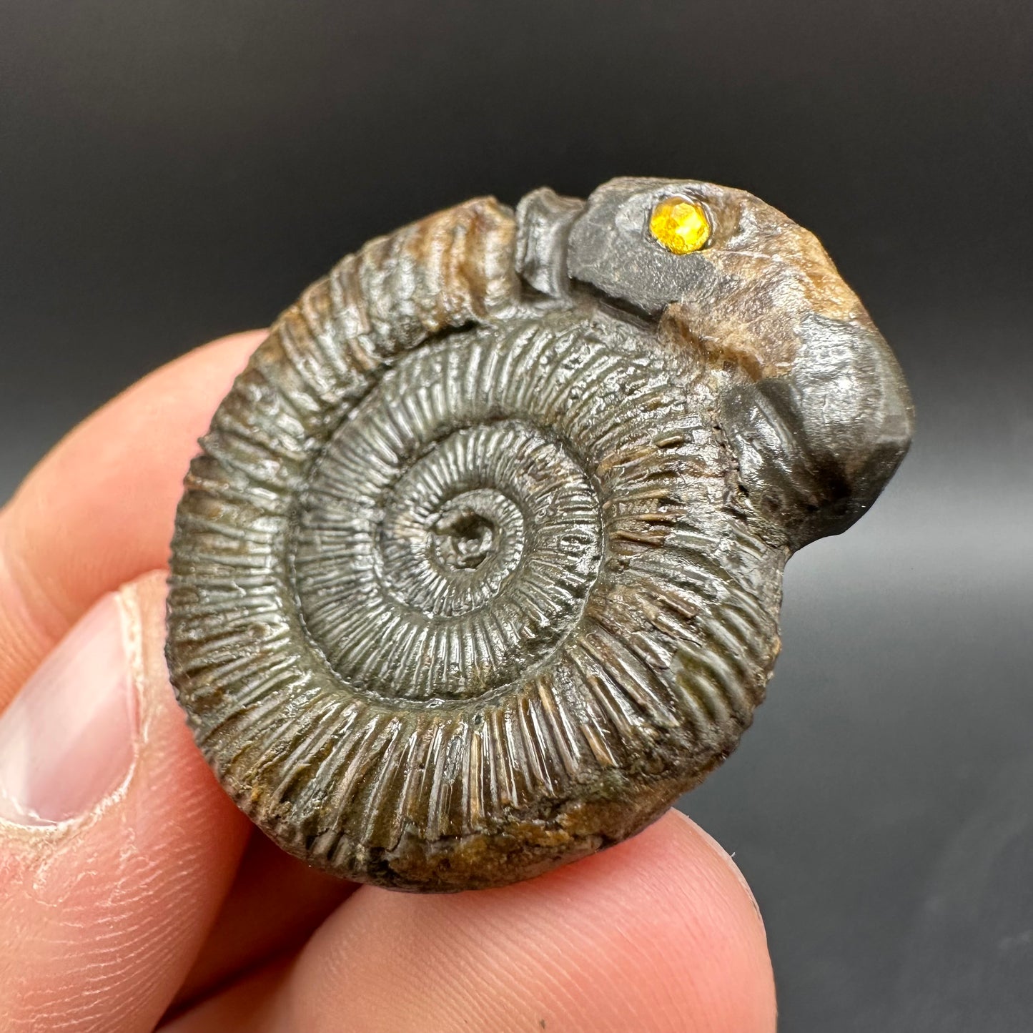 Snakestone Ammonite Fossil With Bag/Box And Stand - Whitby, North Yorkshire Jurassic Coast Yorkshire Fossils